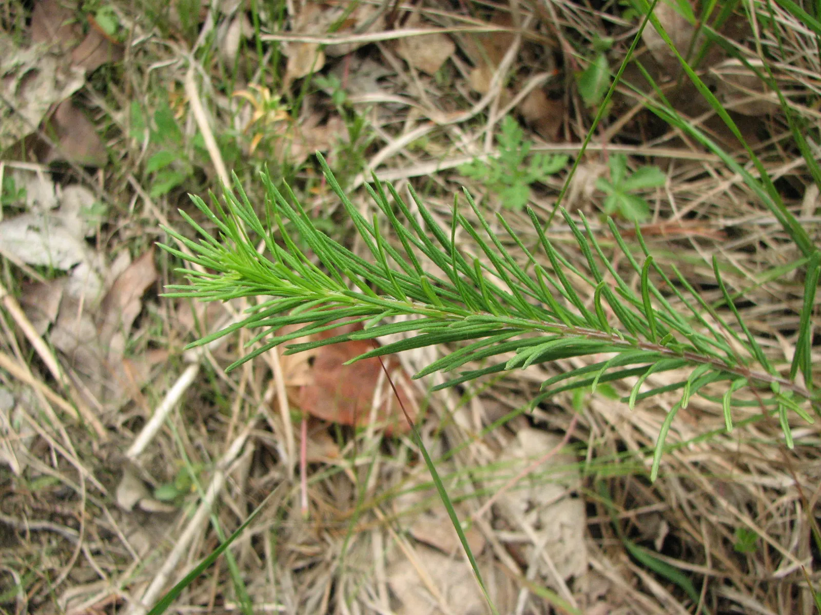 Eastern Whorled Milkweed (Asclepias Verticillata) — when planning the garden design