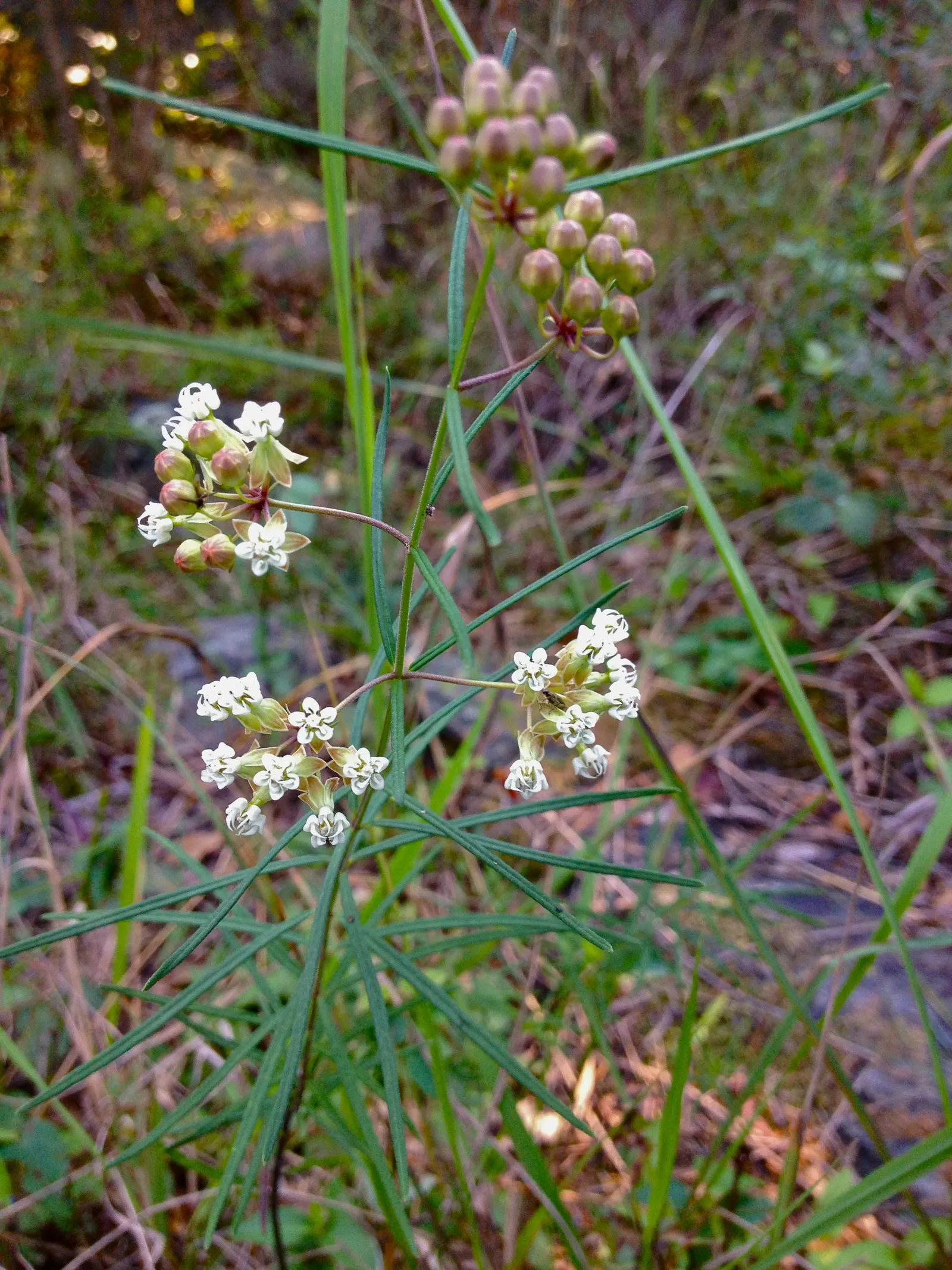 Eastern Whorled Milkweed (Asclepias Verticillata) — typically with 4 to 6 leaves per node, image 41