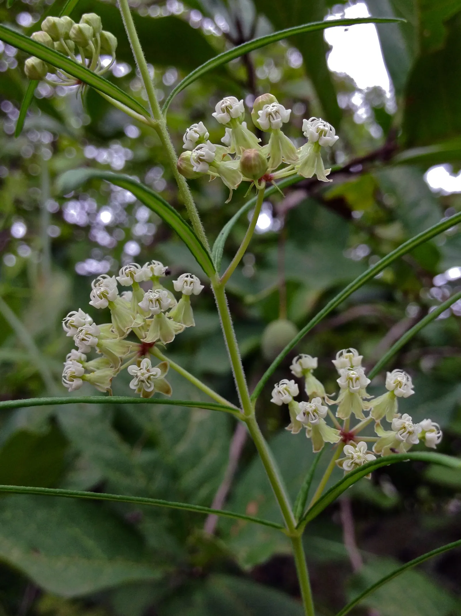 Eastern Whorled Milkweed (Asclepias Verticillata) — Its minimalist form complements prairie-style designs and wildflower gardens, image 32