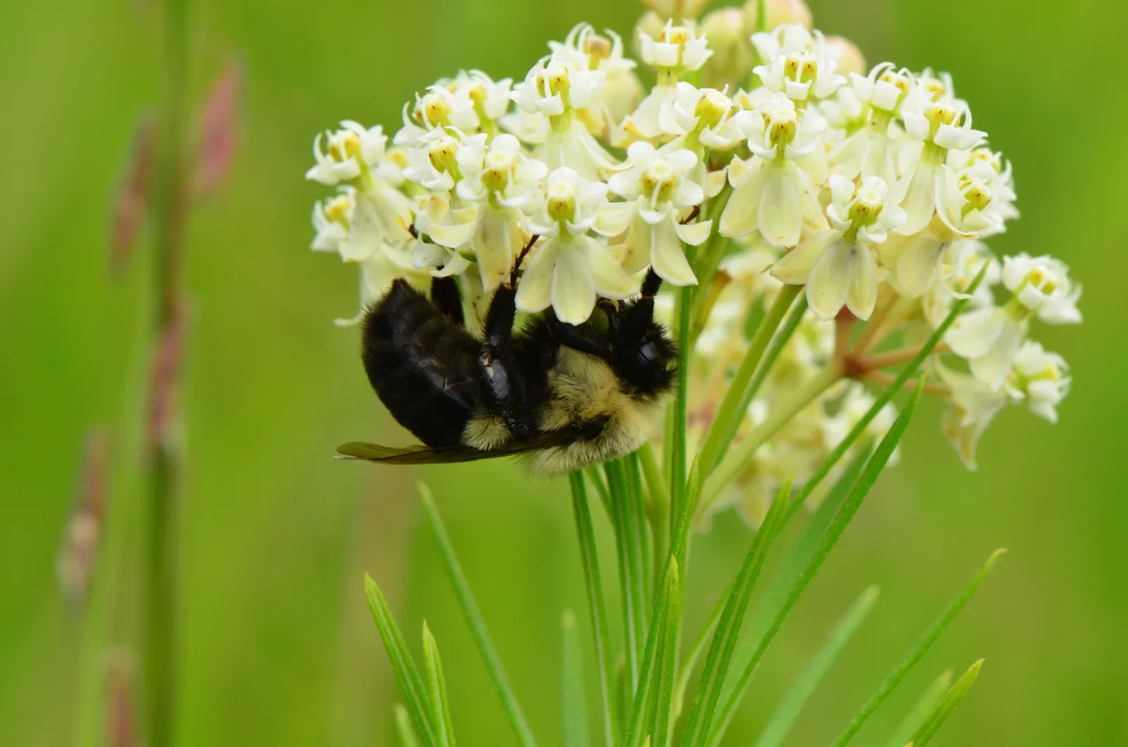 Eastern Whorled Milkweed (Asclepias Verticillata) — white to greenish flowers; this species thrives in USDA Hardiness Zones 3 to 9