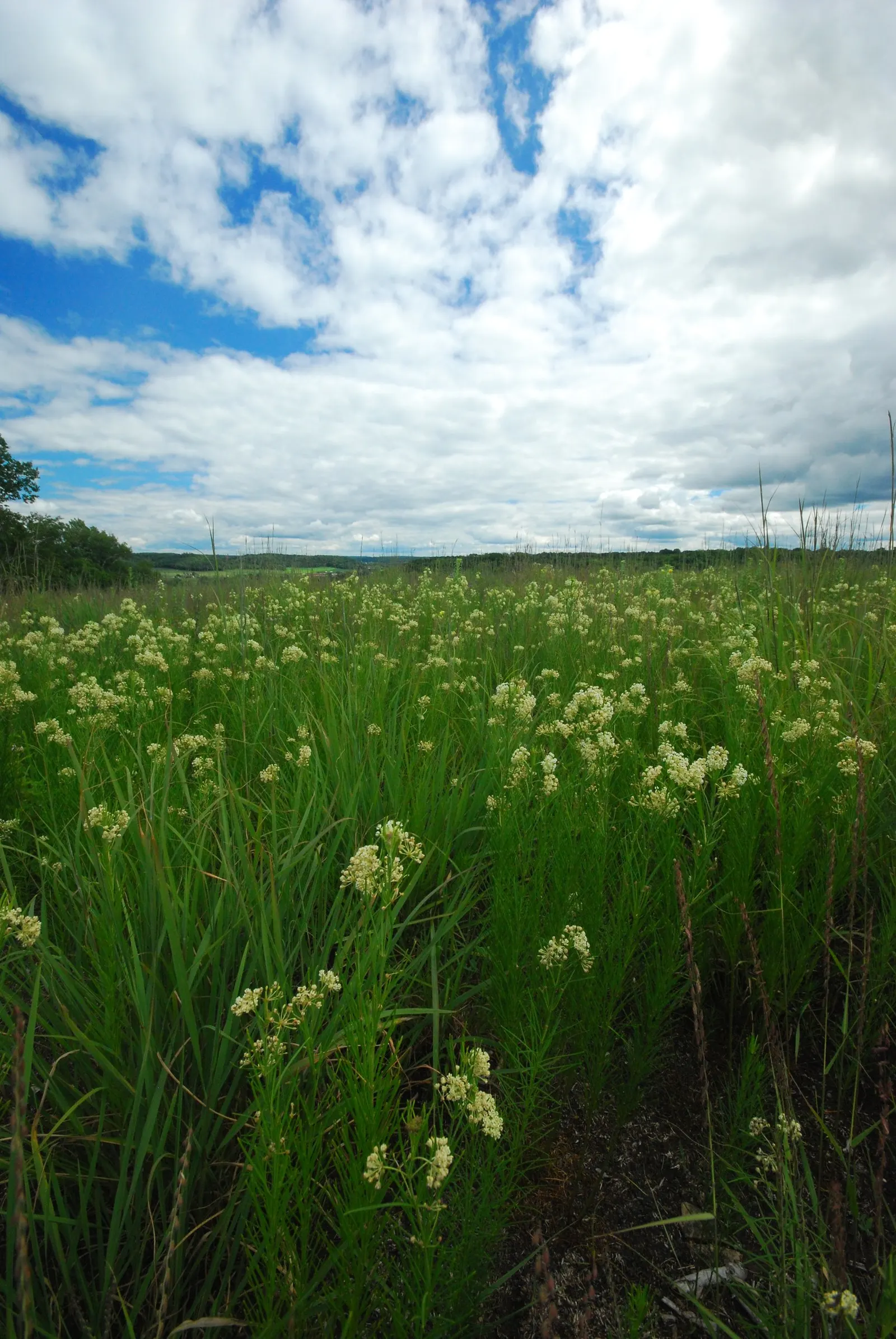 Eastern Whorled Milkweed (Asclepias Verticillata) — pollinator gardens or borders