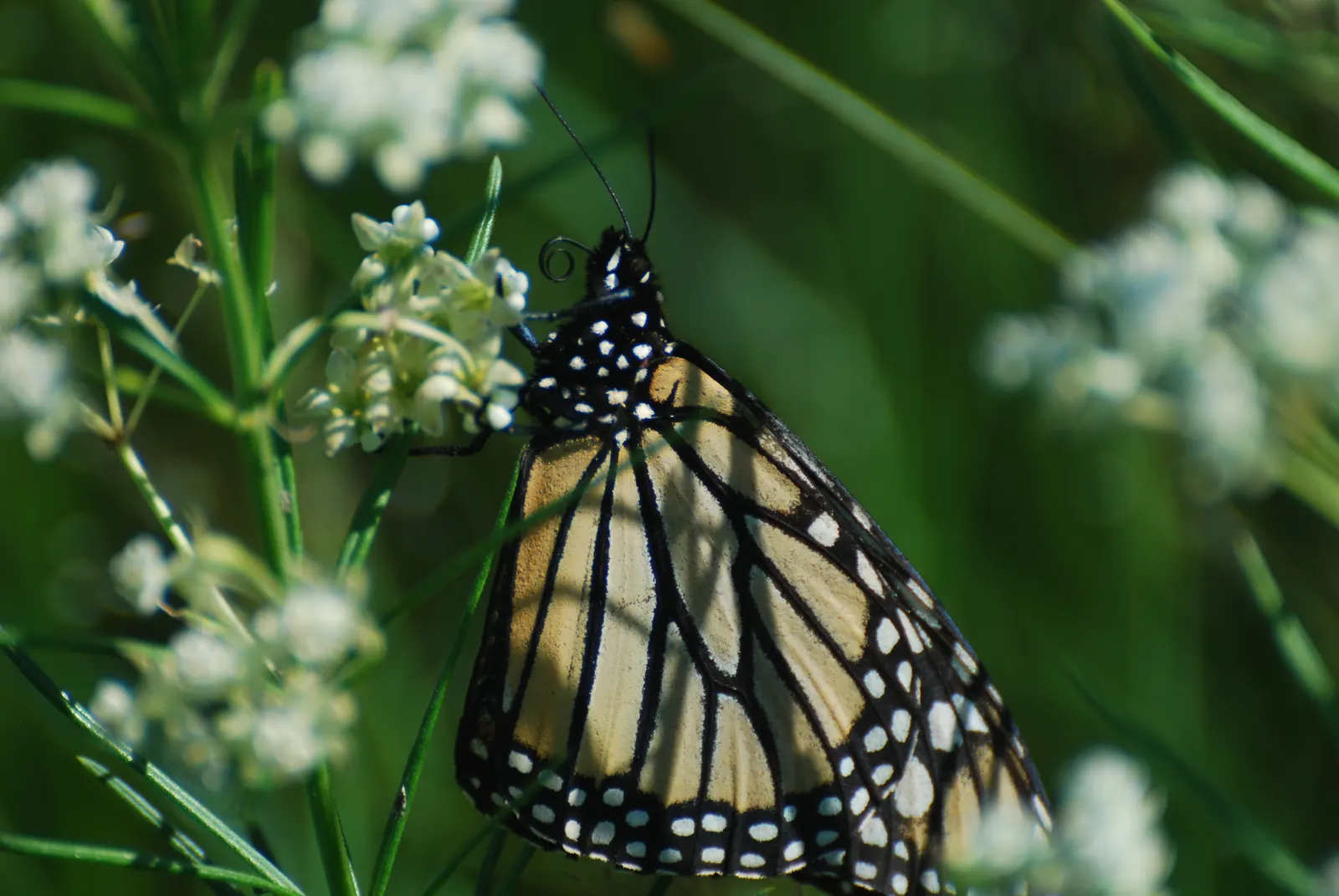 Eastern Whorled Milkweed (Asclepias Verticillata) — especially as a host plant for the Monarch butterfly