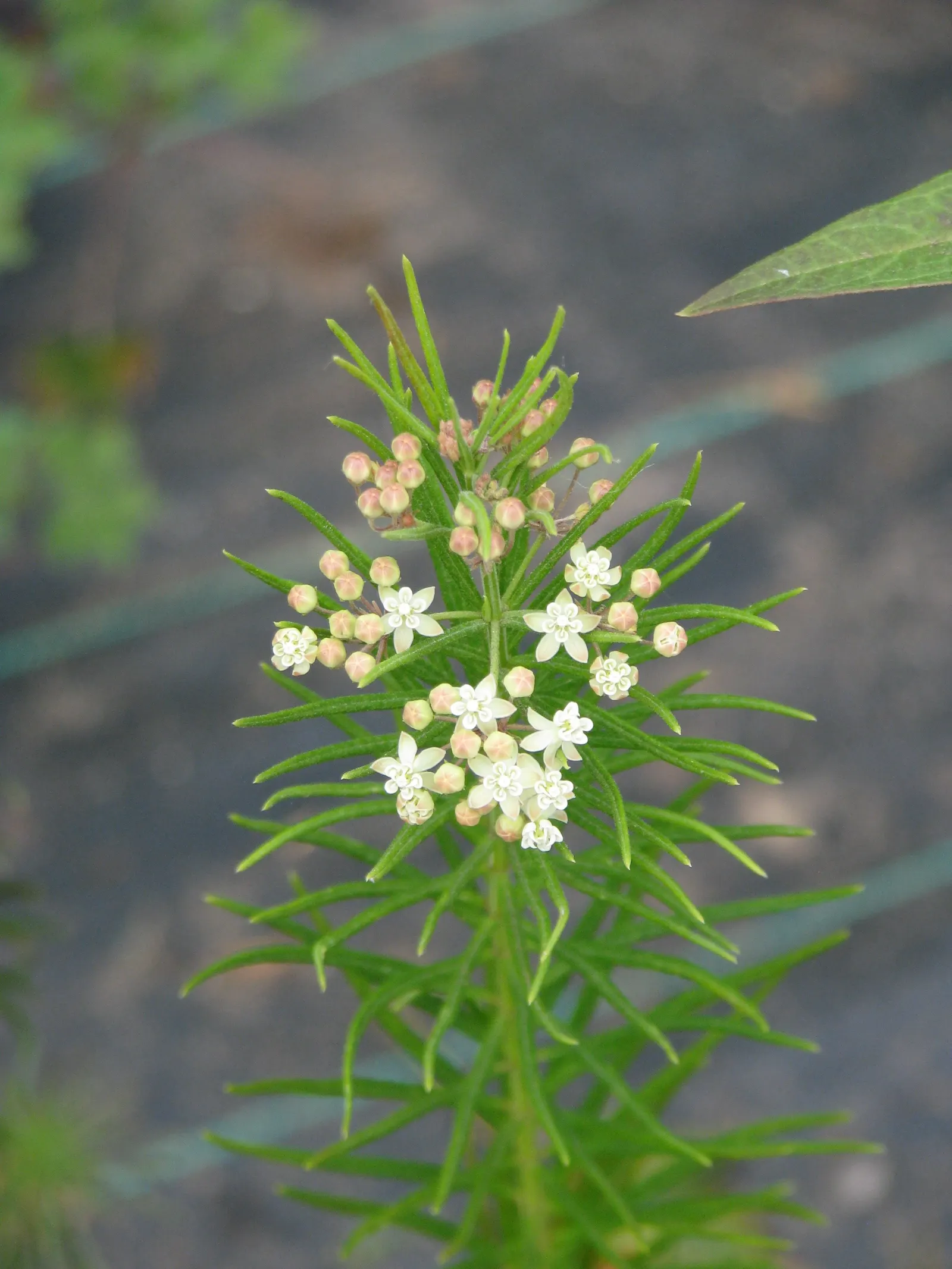 Eastern Whorled Milkweed (Asclepias Verticillata) — is a perennial boasting narrow; this milkweed species benefits pollinators and Monarch butterflies, adding