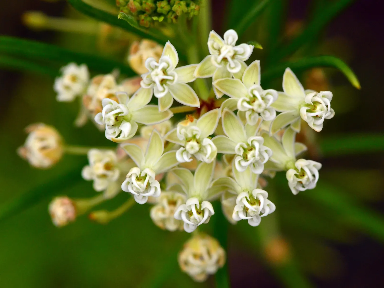 Eastern Whorled Milkweed (Asclepias Verticillata) — This species thrives in USDA Hardiness Zones 3 to 9