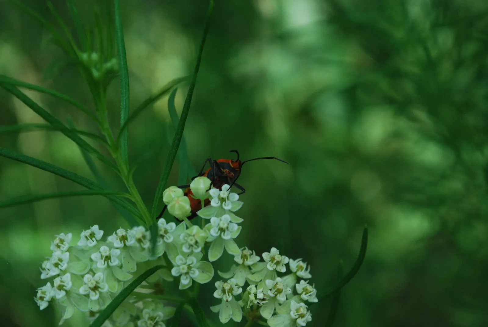Eastern Whorled Milkweed (Asclepias Verticillata) — Eastern Whorled Milkweed contributes to a garden's resilience and sustainability; thriving in full sun and