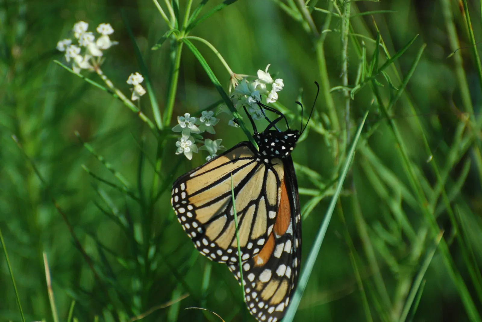 Eastern Whorled Milkweed (Asclepias Verticillata) — linear leaves are arranged in whorls