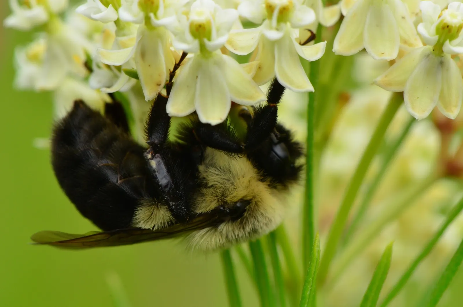 Eastern Whorled Milkweed (Asclepias Verticillata) — a North American native perennial; pollinator gardens or borders