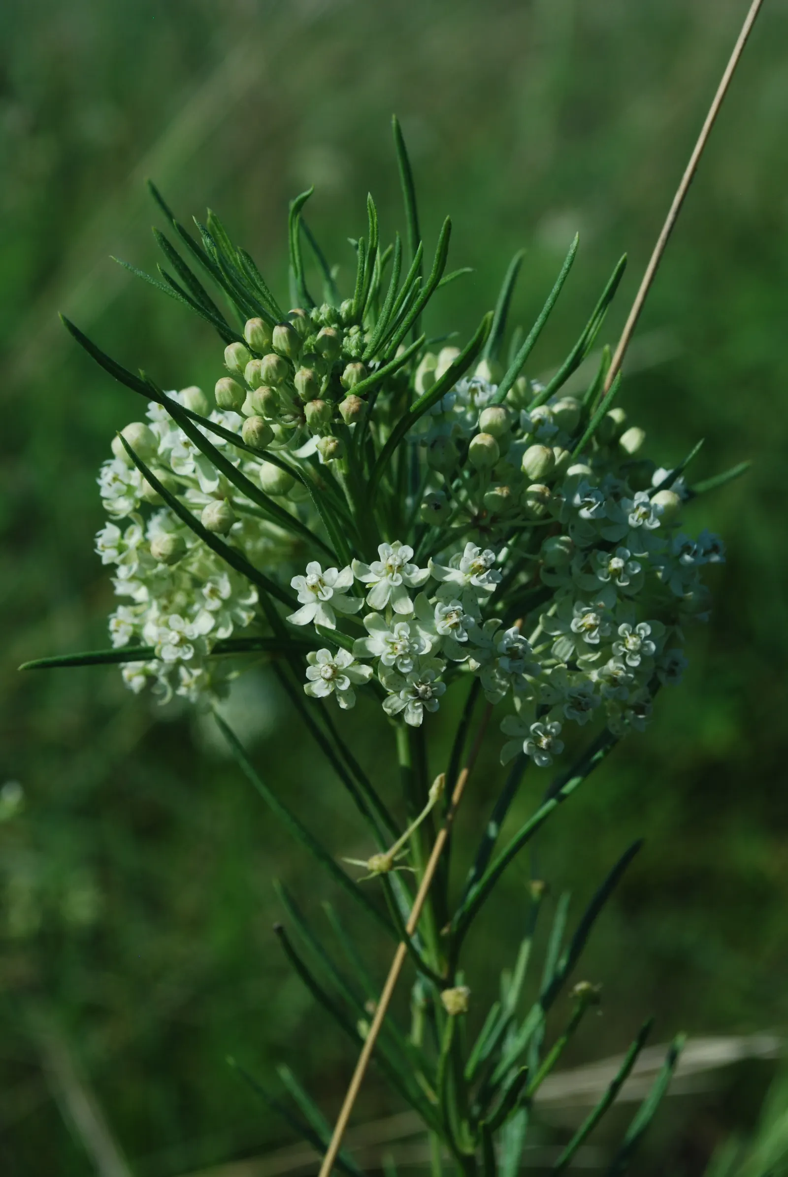 Eastern Whorled Milkweed (Asclepias Verticillata) — Due to its moderate growth rate and modest size
