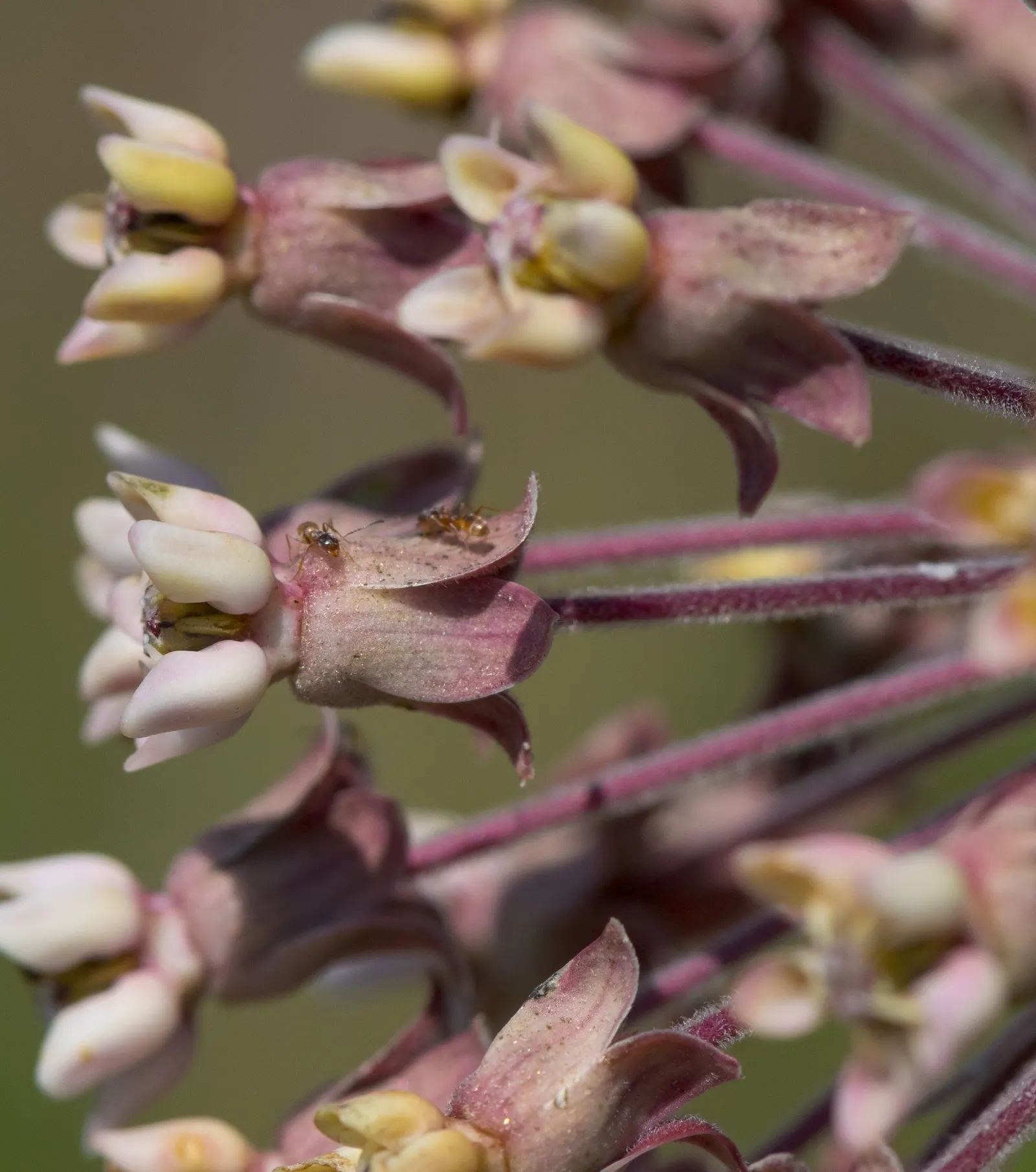 Eastern Whorled Milkweed (Asclepias Verticillata) — remember that this milkweed is typically deer-resistant, image 50