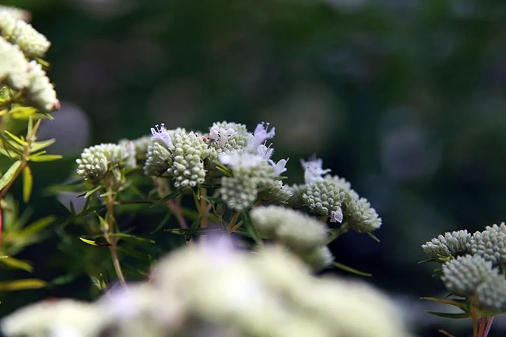 Eastern Whorled Milkweed (Asclepias Verticillata) — delicate appearance and value in butterfly gardens; eastern Whorled Milkweed (Asclepias verticillata)