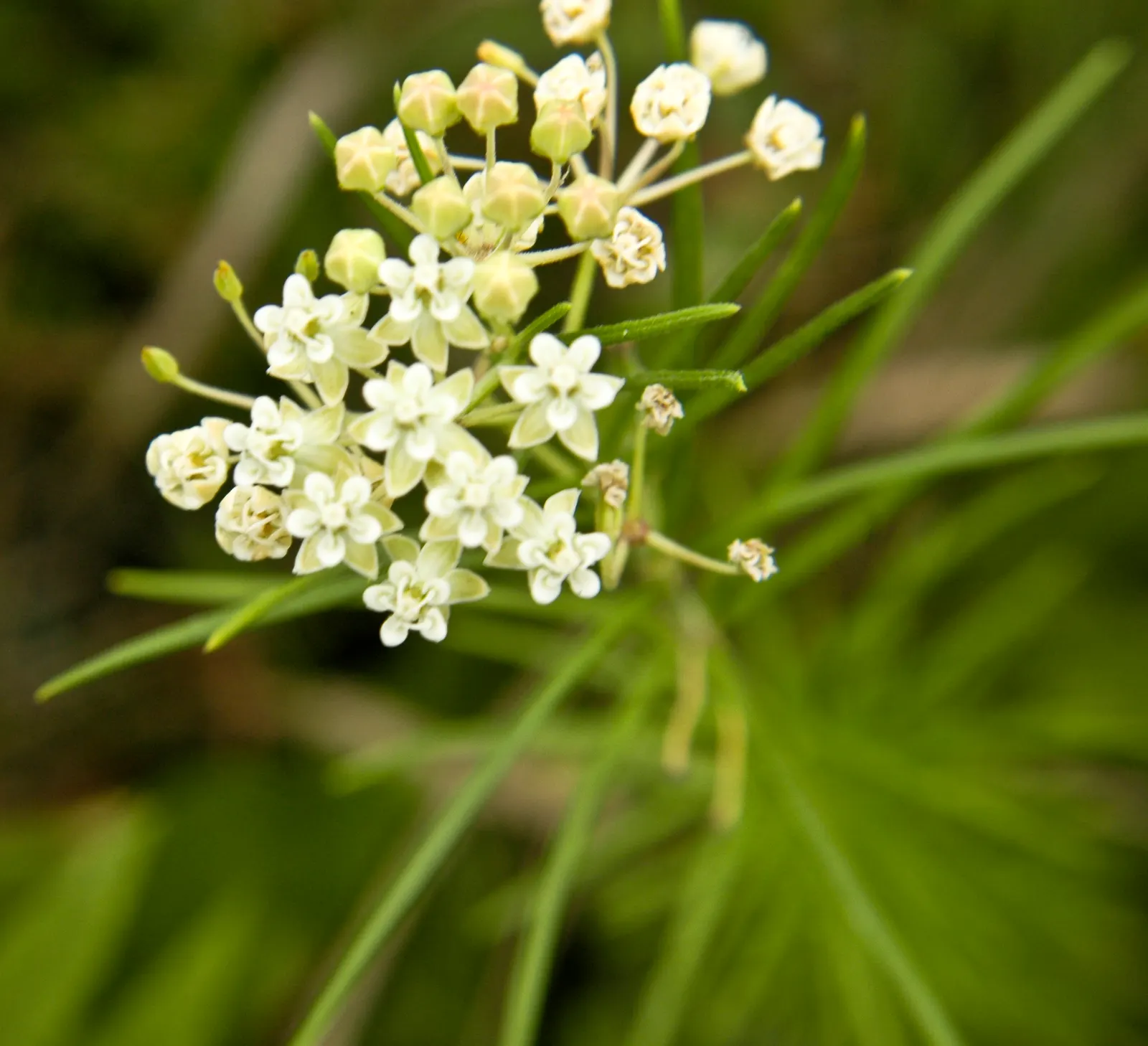 Eastern Whorled Milkweed (Asclepias Verticillata) — Eastern Whorled Milkweed (Asclepias verticillata)