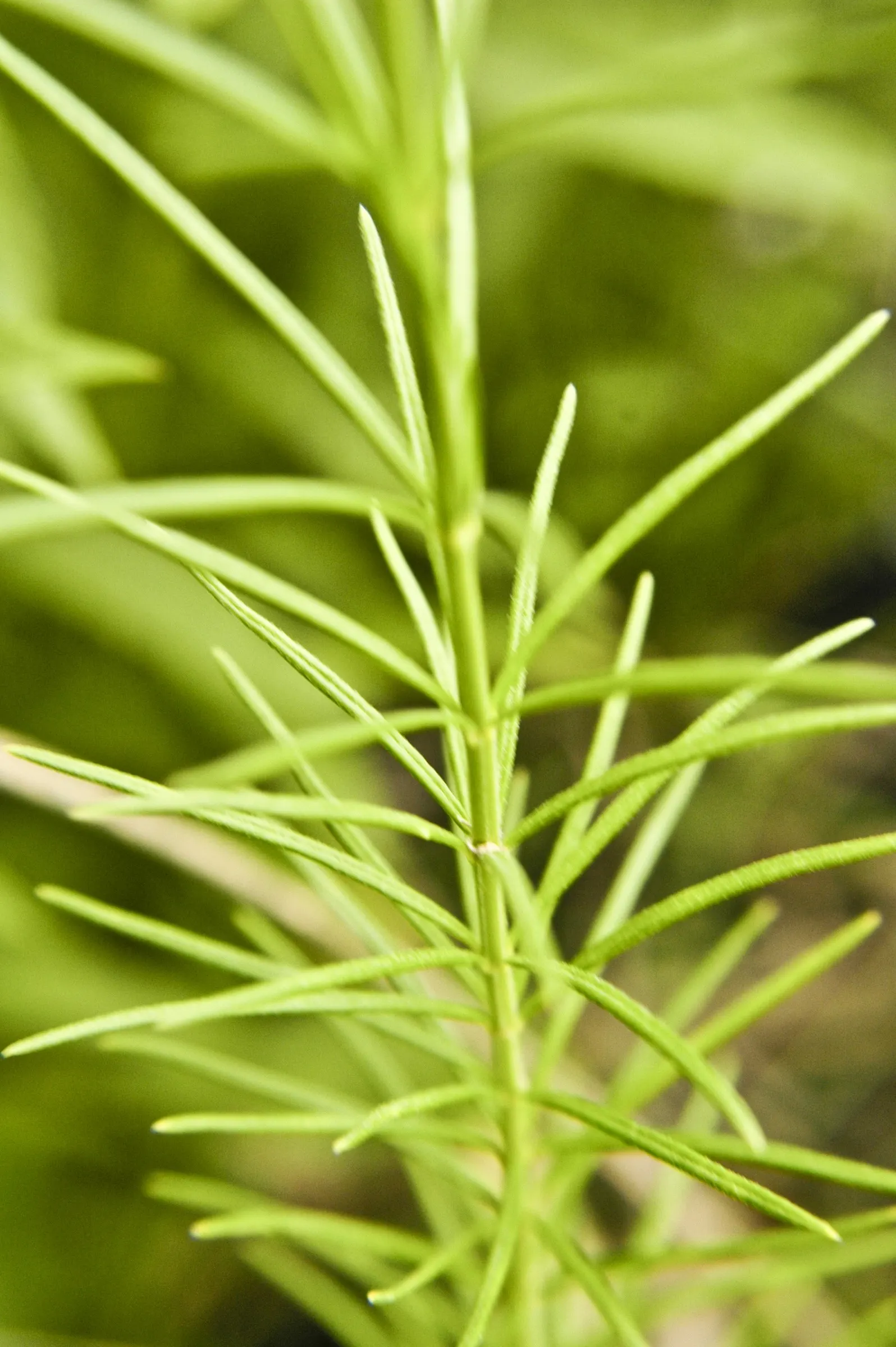 Eastern Whorled Milkweed (Asclepias Verticillata) — delicate appearance and value in butterfly gardens