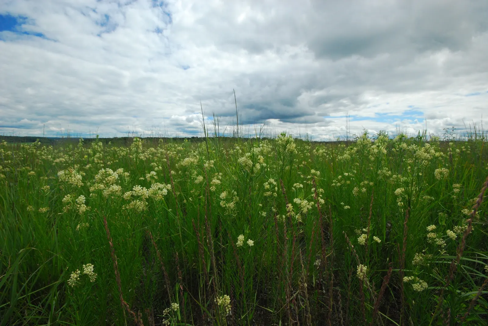 Eastern Whorled Milkweed (Asclepias Verticillata) — white to greenish flowers