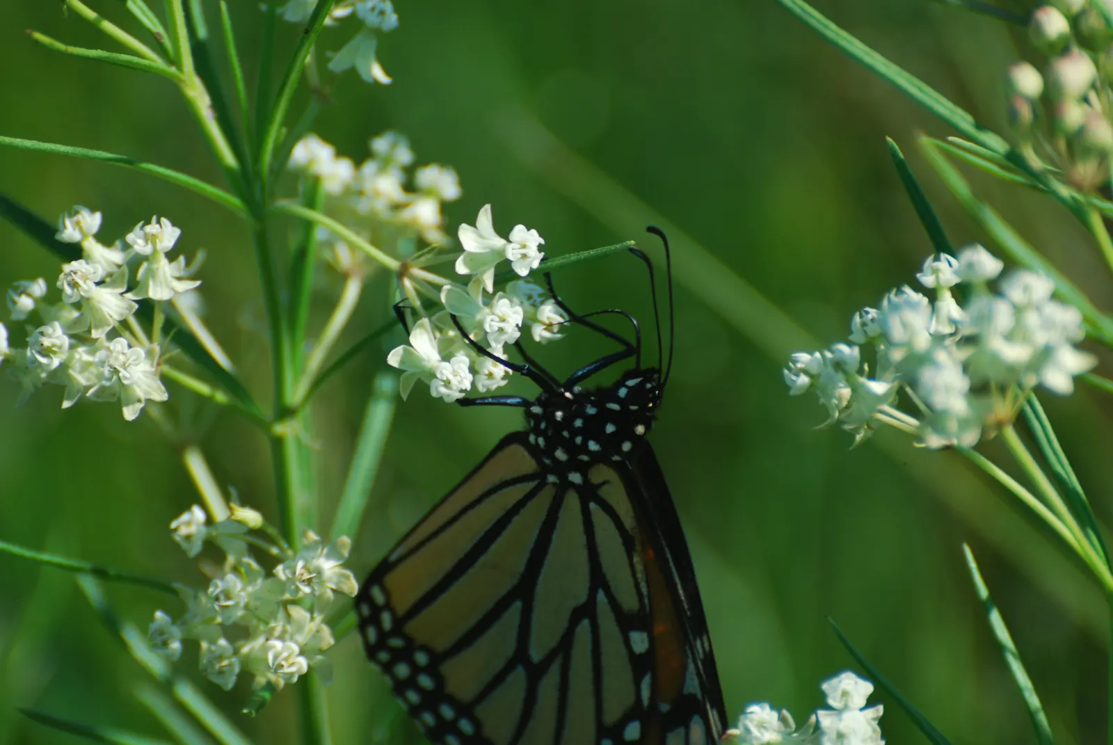 Eastern Whorled Milkweed (Asclepias Verticillata) — Its minimalist form complements prairie-style designs and wildflower gardens