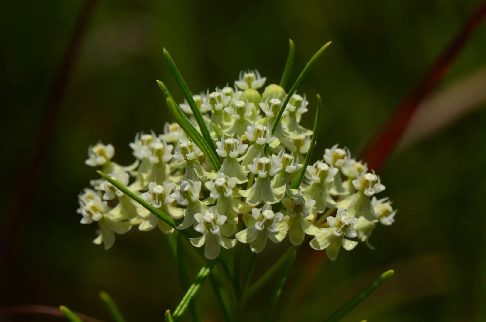 Eastern Whorled Milkweed (Asclepias Verticillata) — is a perennial boasting narrow