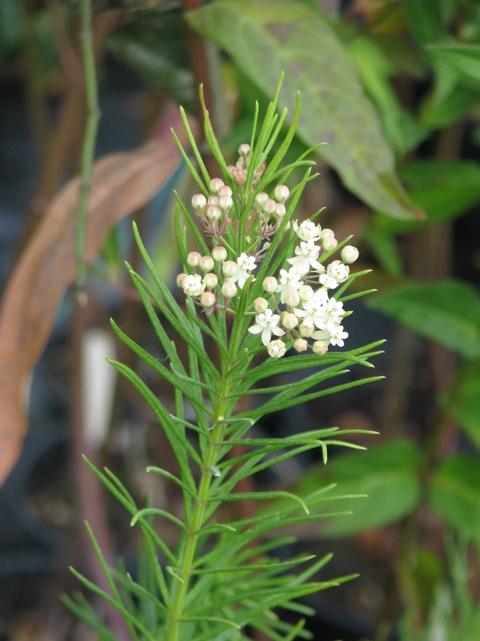 Eastern Whorled Milkweed (Asclepias Verticillata) — Eastern Whorled Milkweed contributes to a garden's resilience and sustainability