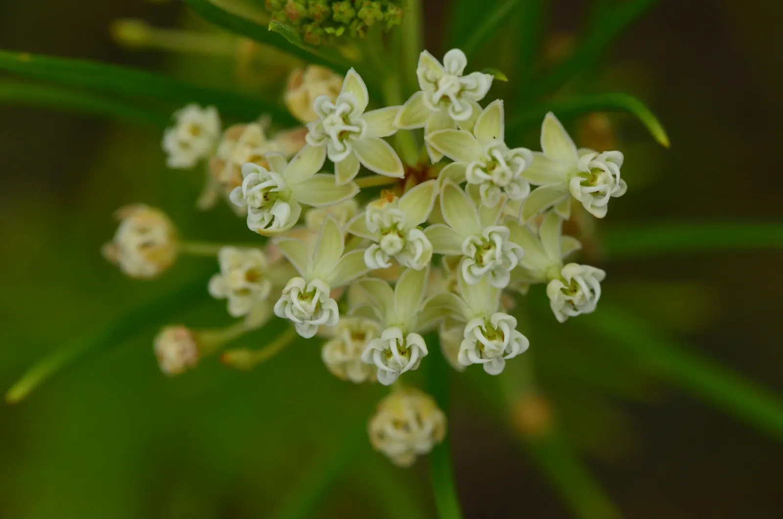 Eastern Whorled Milkweed (Asclepias Verticillata) — attracting a variety of pollinators including bees