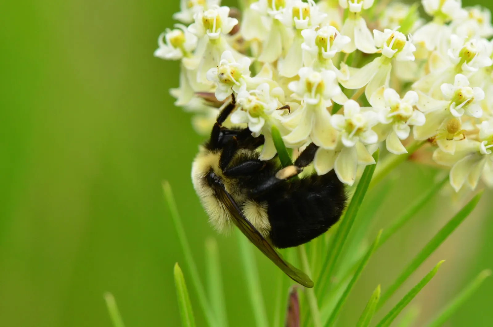 Eastern Whorled Milkweed (Asclepias Verticillata) — periodic evaluation for spread is recommended to maintain desired aesthetic and spatial balance; delicate