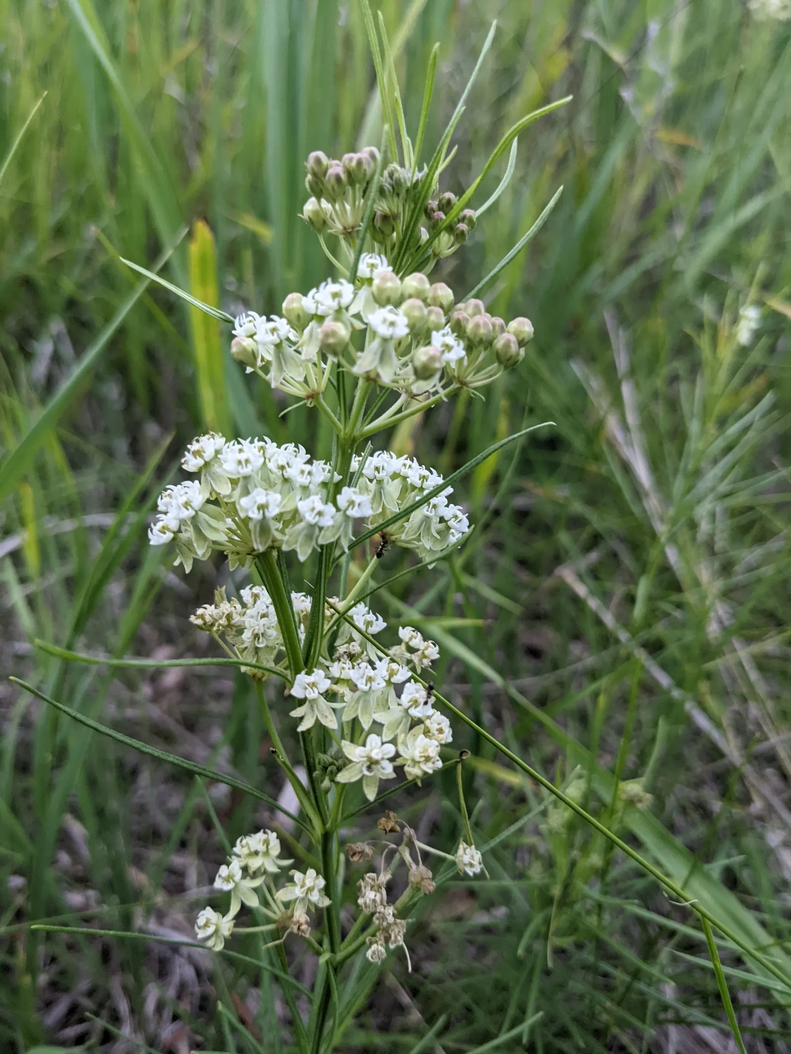 Eastern Whorled Milkweed (Asclepias Verticillata) — and they form in intricate umbels at the stem tips