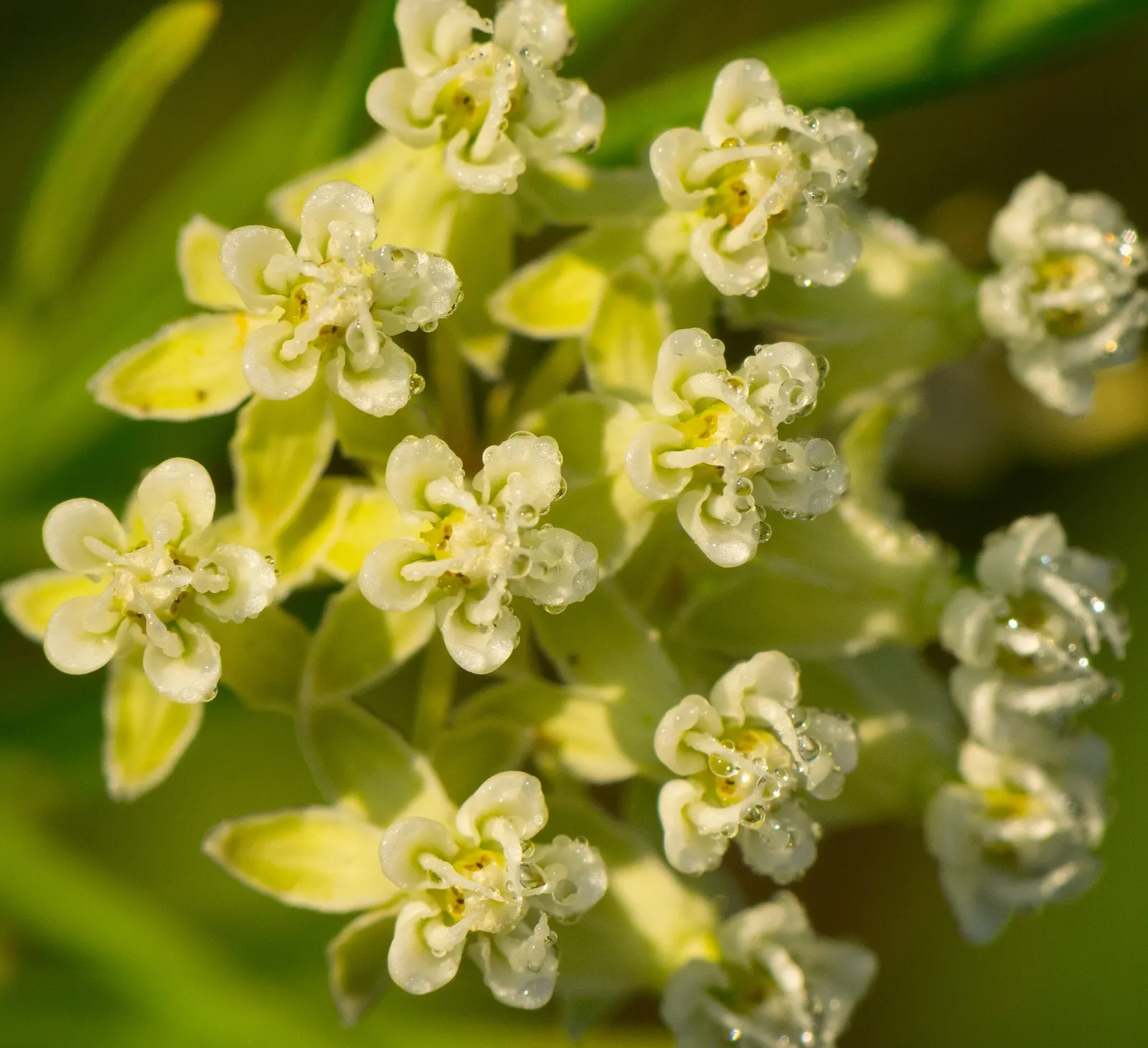 Eastern Whorled Milkweed (Asclepias Verticillata) — especially as a host plant for the Monarch butterfly; linear leaves are arranged in whorls