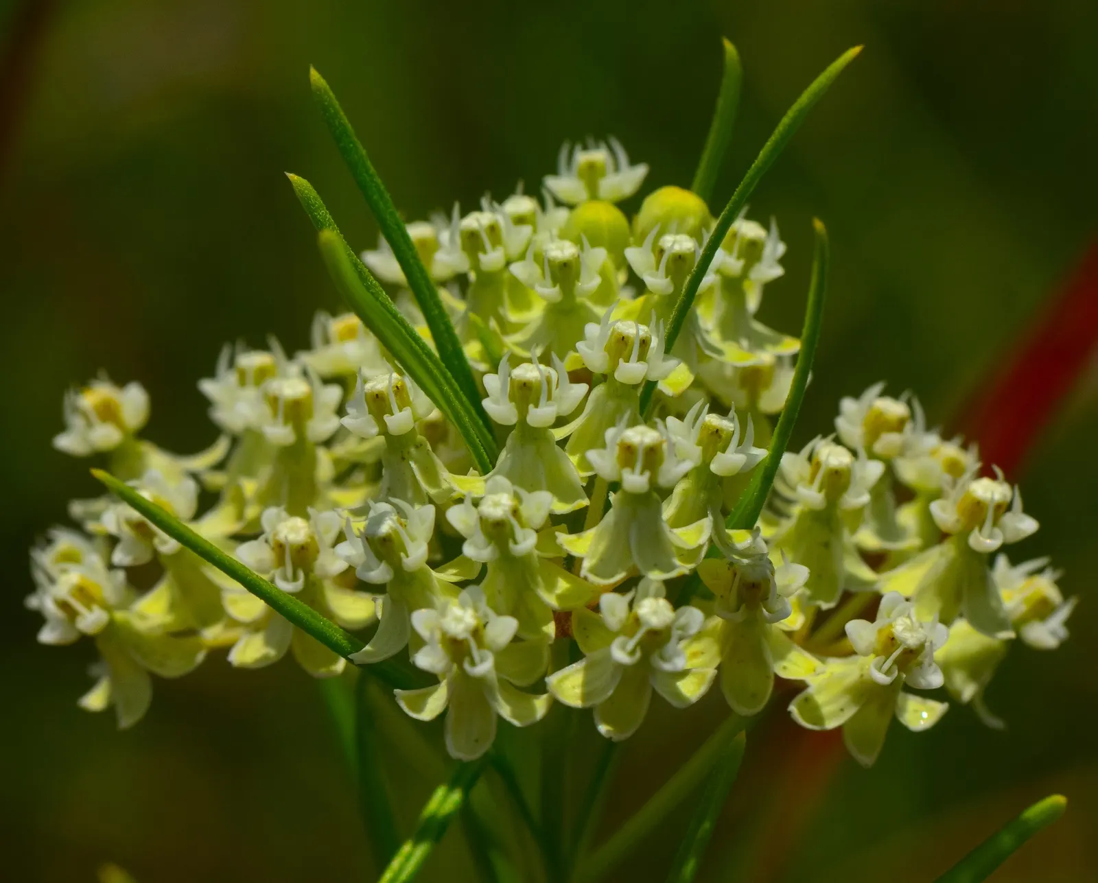 Eastern Whorled Milkweed (Asclepias Verticillata) — This species thrives in USDA Hardiness Zones 3 to 9; due to its moderate growth rate and modest size