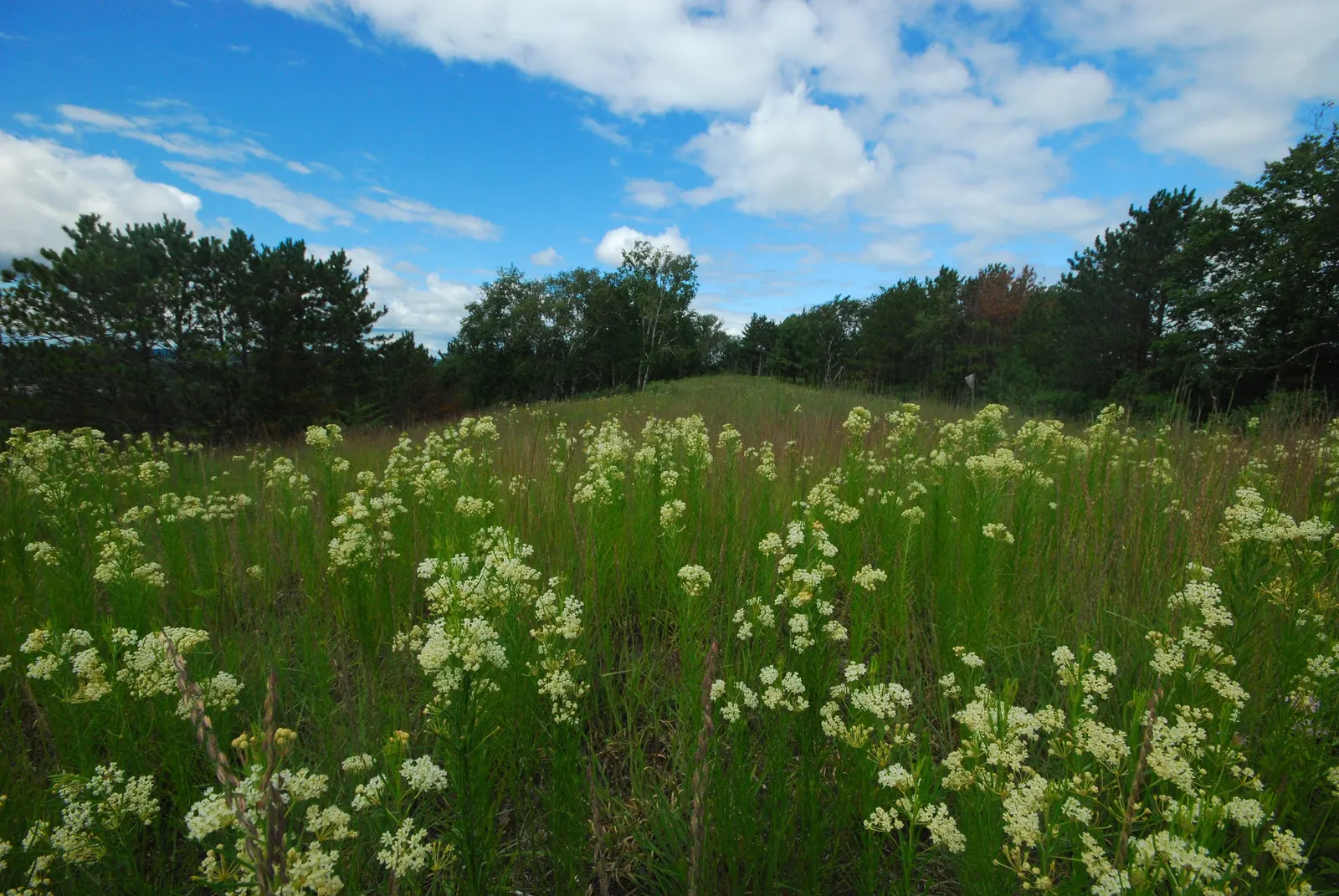 Eastern Whorled Milkweed (Asclepias Verticillata) — succulent for full