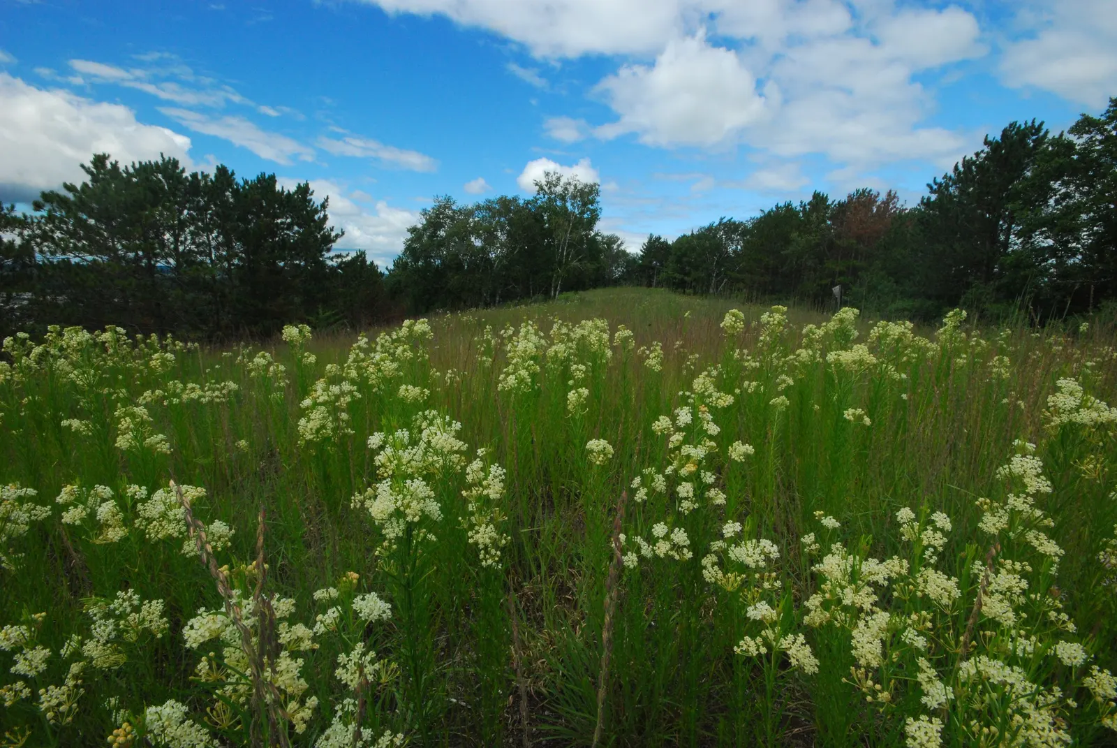 Eastern Whorled Milkweed (Asclepias Verticillata) — periodic evaluation for spread is recommended to maintain desired aesthetic and spatial balance