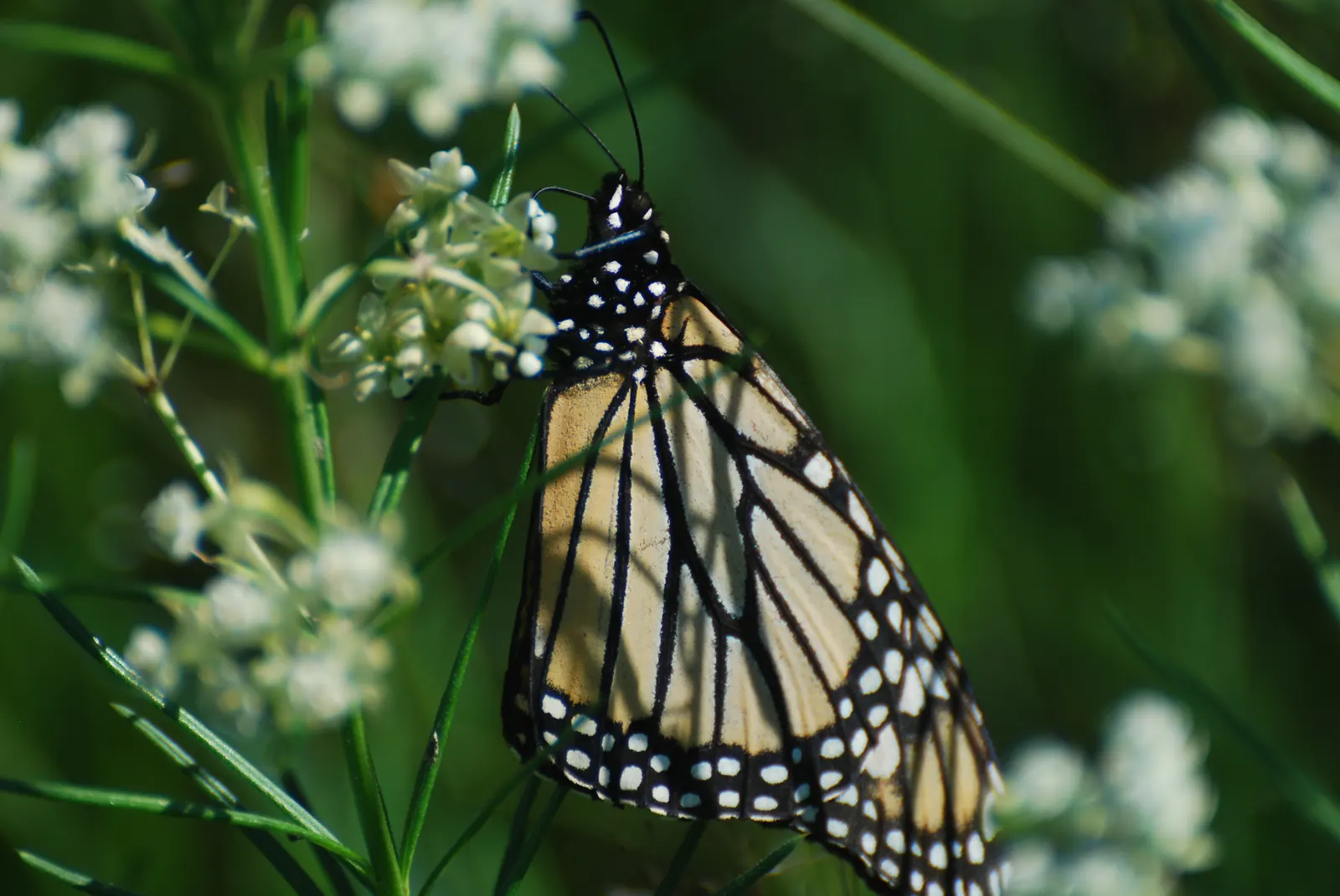 Eastern Whorled Milkweed (Asclepias Verticillata) — and they form in intricate umbels at the stem tips; is a perennial boasting narrow
