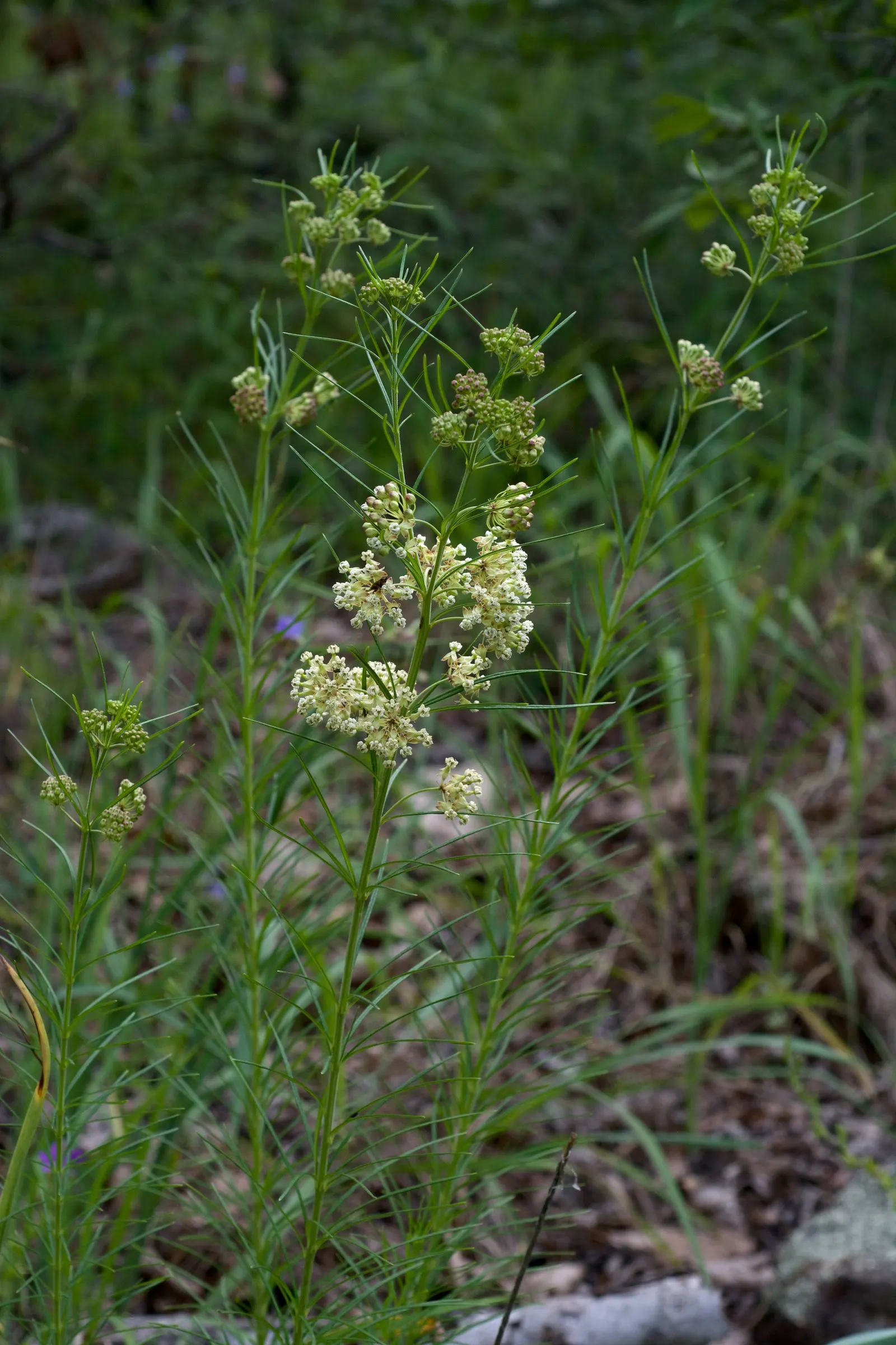 Eastern Whorled Milkweed (Asclepias Verticillata) — favoring full sun exposure to part shade and well-drained soils; succulent for full