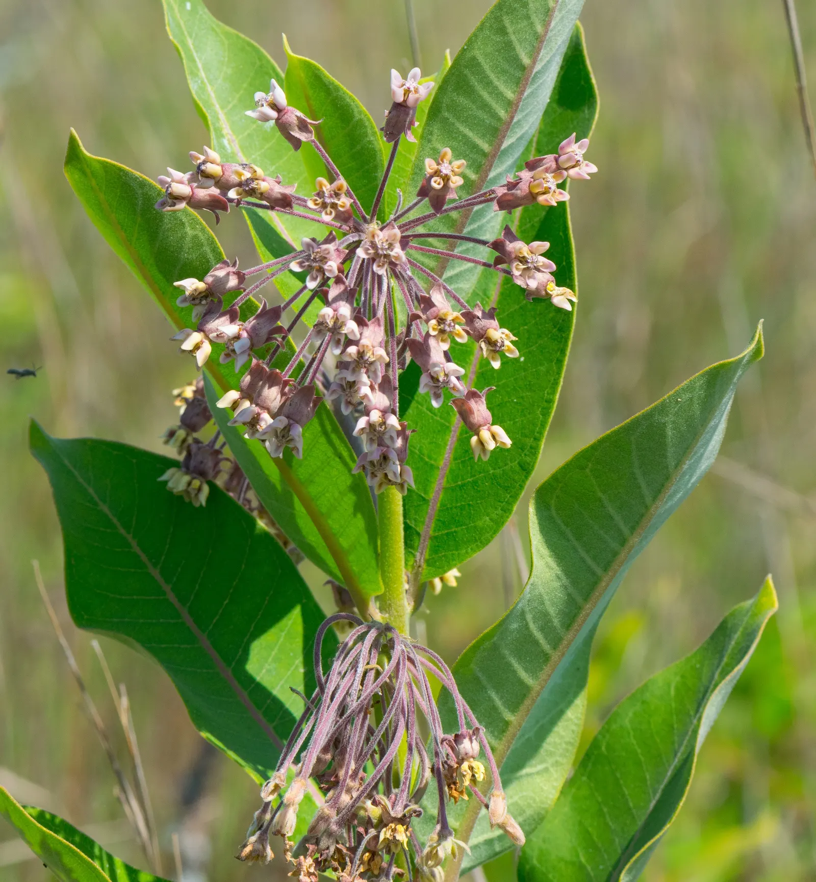 Eastern Whorled Milkweed (Asclepias Verticillata) — favoring full sun exposure to part shade and well-drained soils
