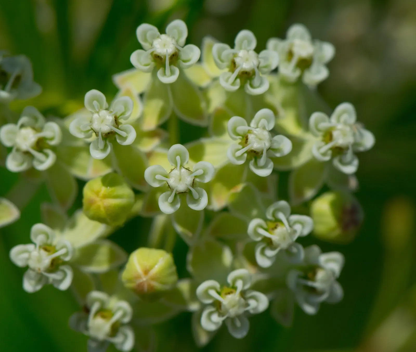 Eastern Whorled Milkweed (Asclepias Verticillata) — pollinator gardens or borders; when planning the garden design