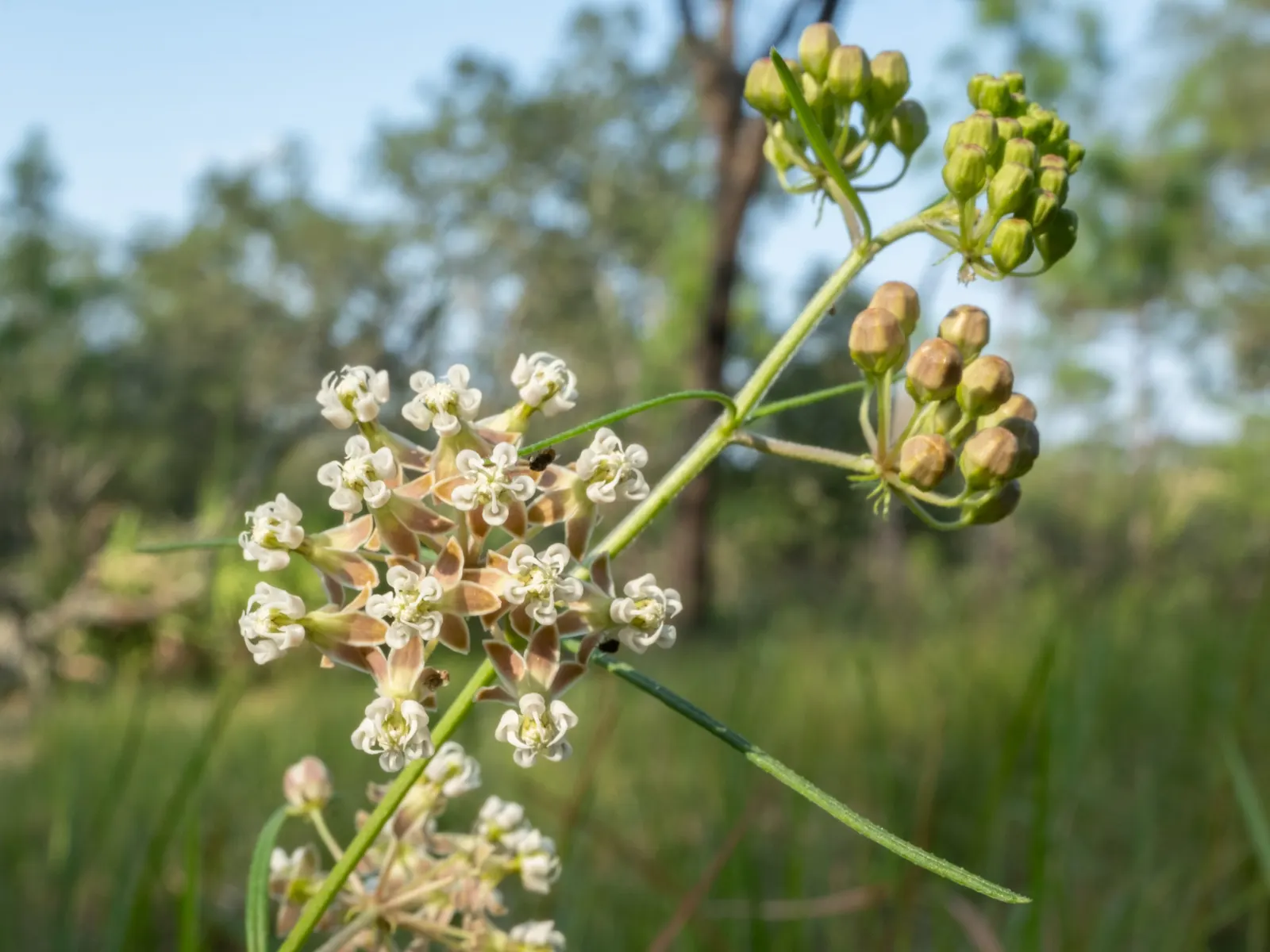 Eastern Whorled Milkweed (Asclepias Verticillata) — remember that this milkweed is typically deer-resistant