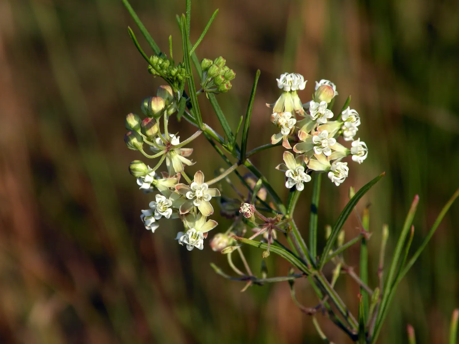 Eastern Whorled Milkweed (Asclepias Verticillata) — This milkweed species benefits pollinators and Monarch butterflies, adding ecological value to, image 31
