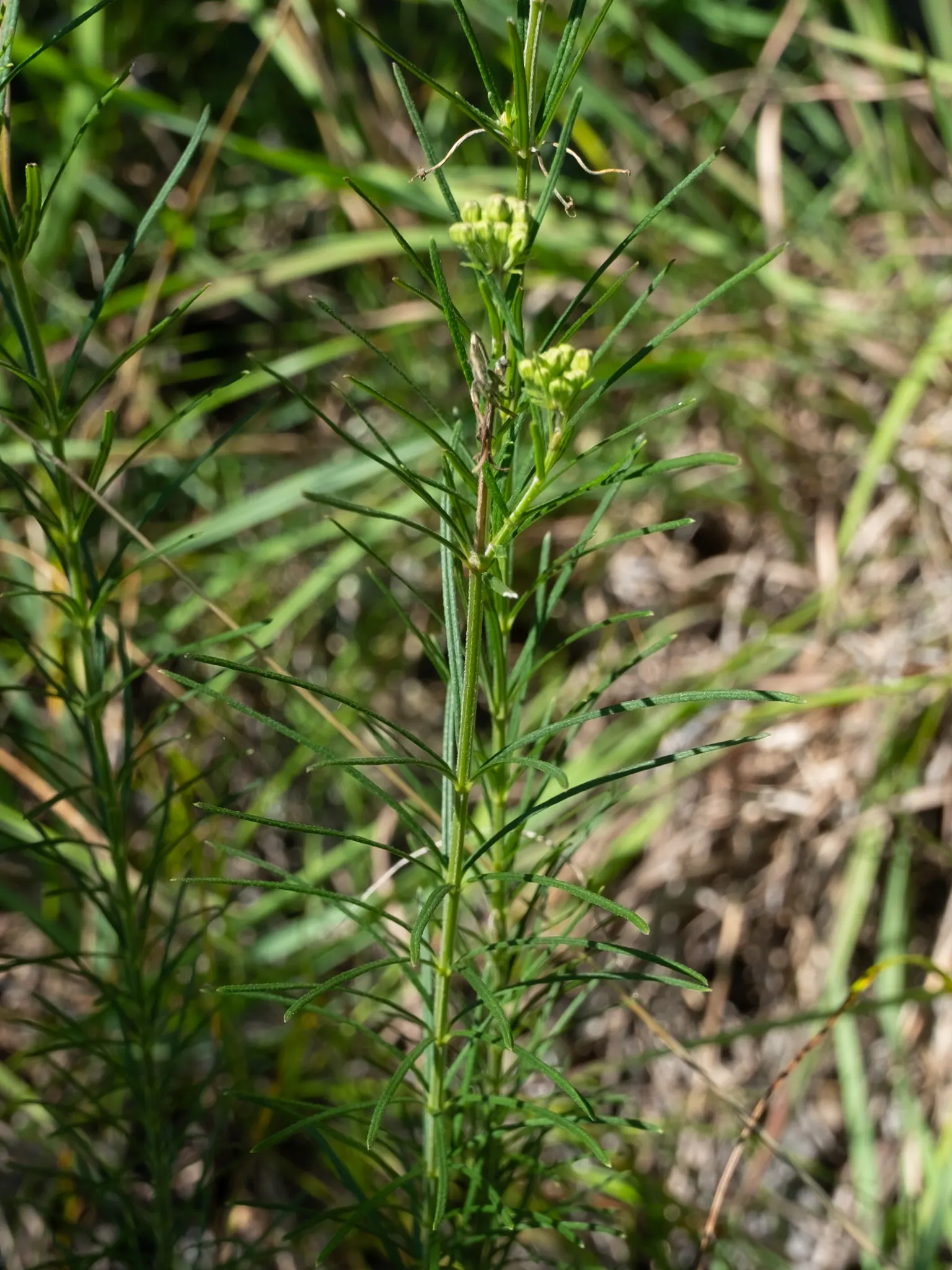 Eastern Whorled Milkweed (Asclepias Verticillata) — it is an excellent choice for naturalized areas