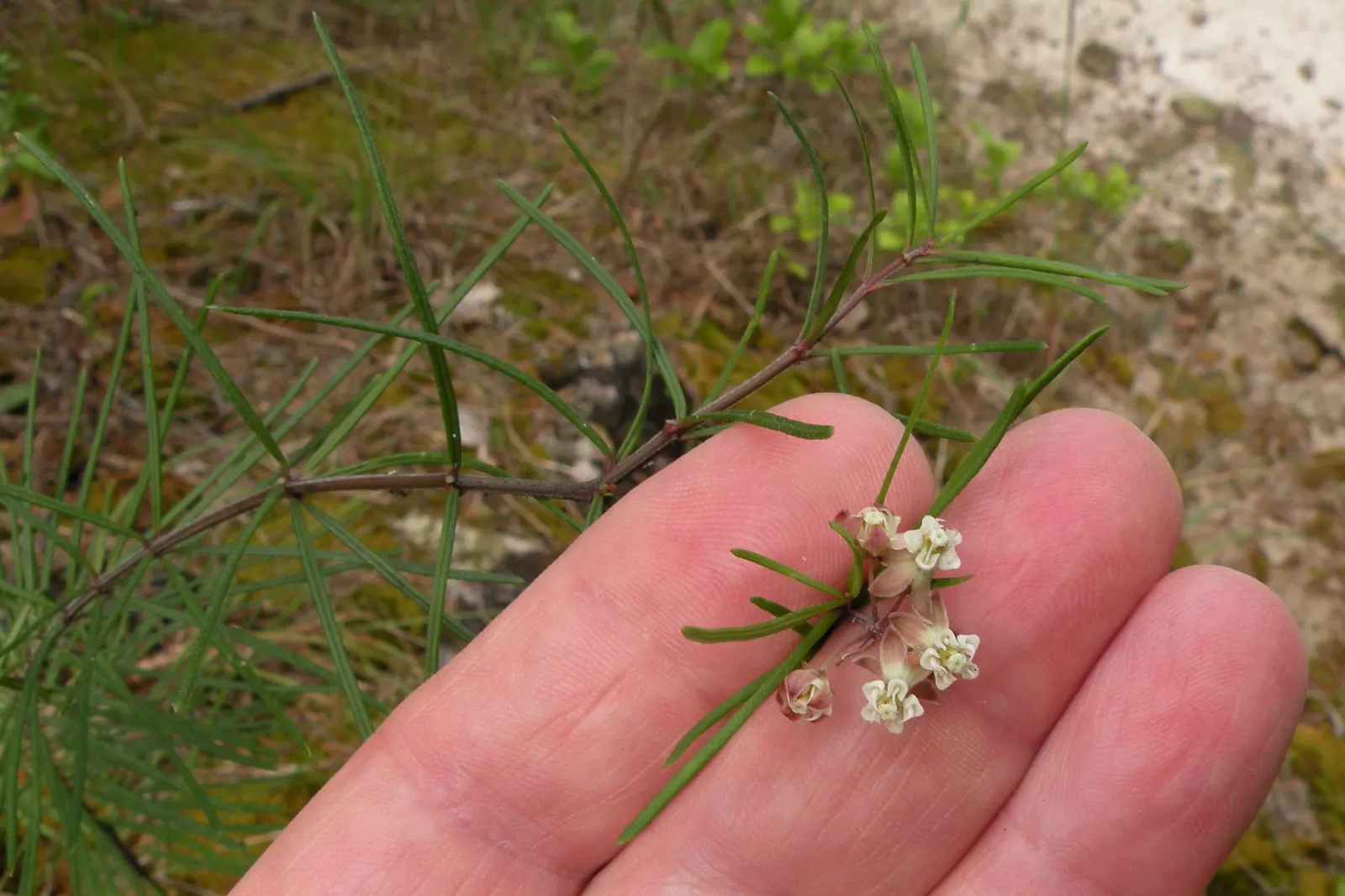 Eastern Whorled Milkweed (Asclepias Verticillata) — it is an excellent choice for naturalized areas; these blossoms are a greenish-white color