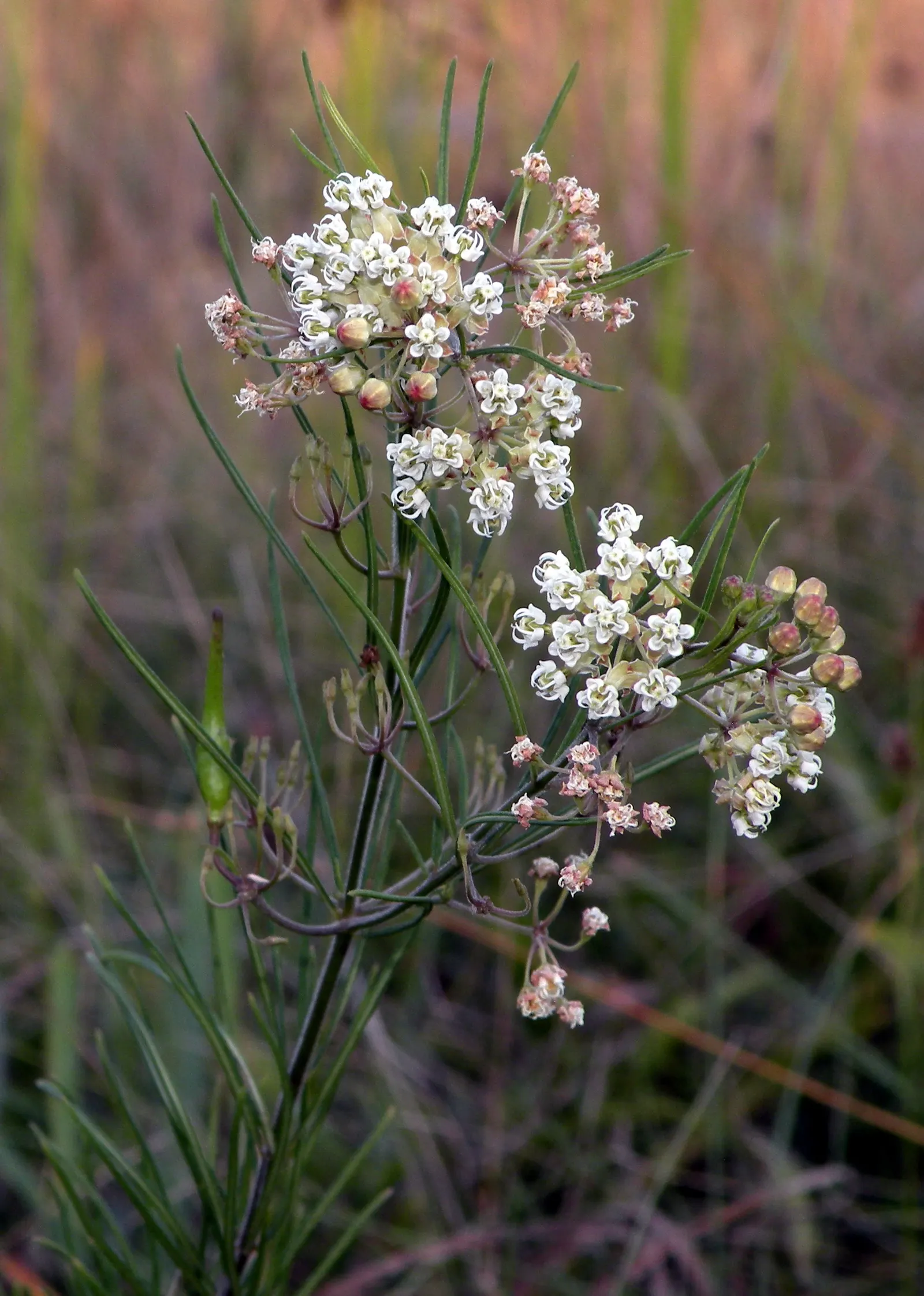 Eastern Whorled Milkweed (Asclepias Verticillata) — Thriving in full sun and well-drained soil, it grows 1-2.5 feet tall and spreads 1-1.5 feet wide; it is an