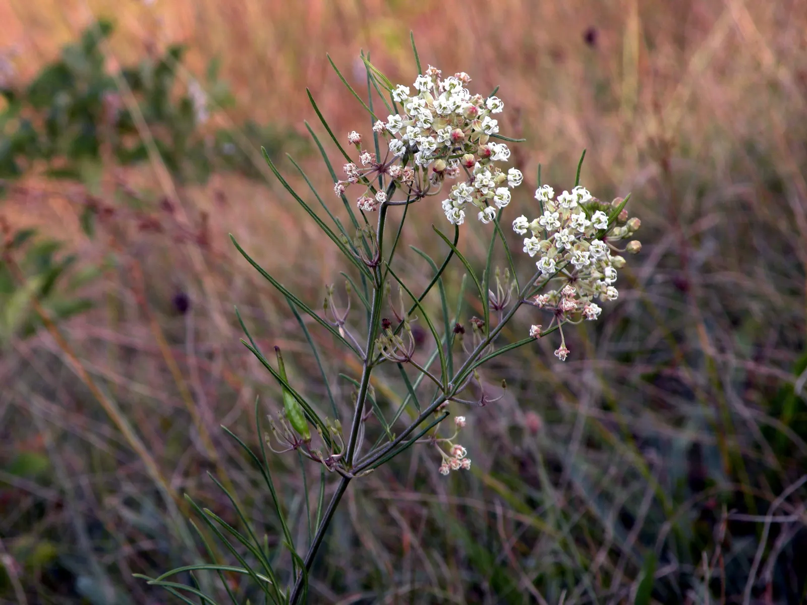 Eastern Whorled Milkweed (Asclepias Verticillata) — is notable for its slender; succulent with white blooms