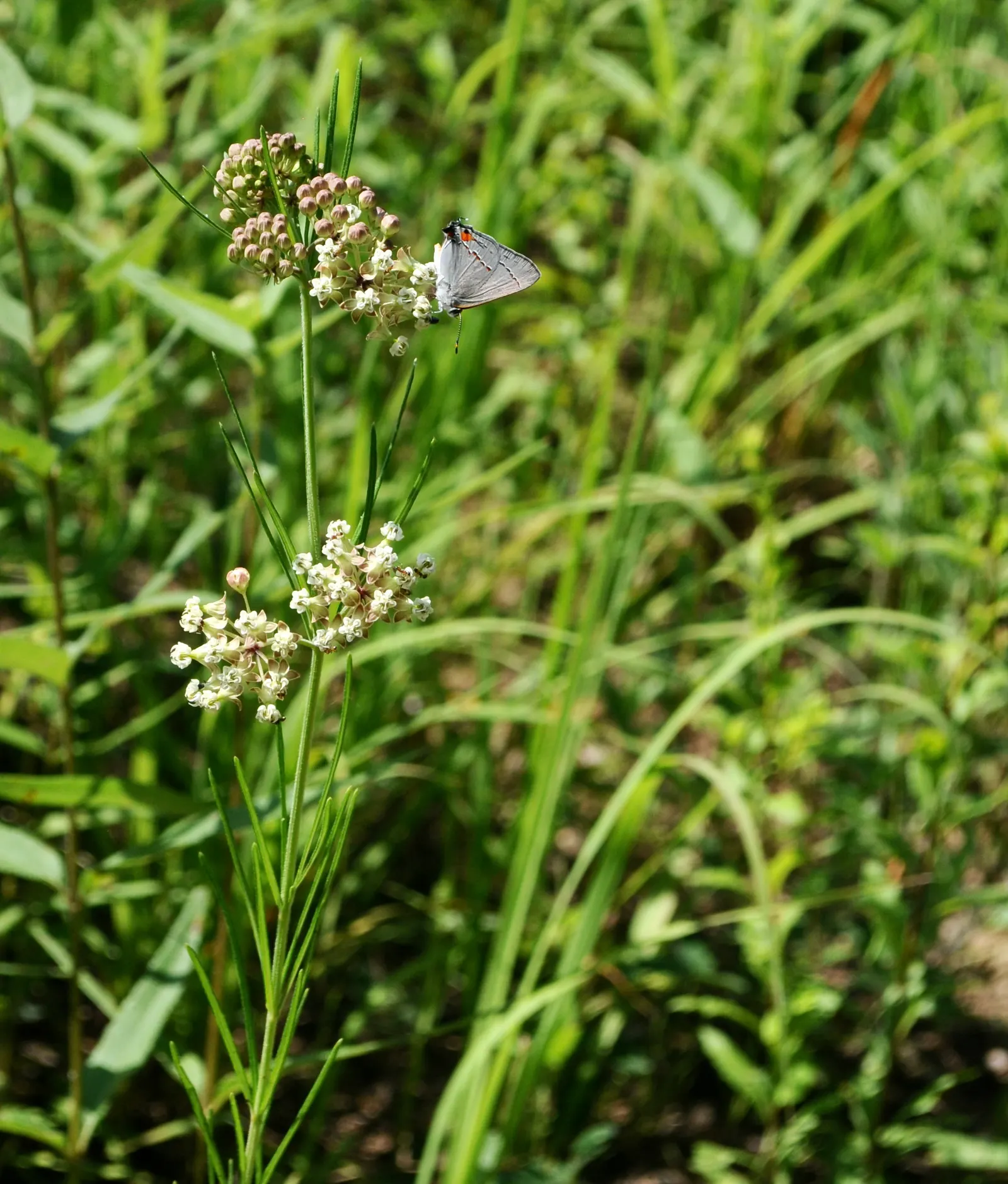 Eastern Whorled Milkweed (Asclepias Verticillata) — Thriving in full sun and well-drained soil, it grows 1-2.5 feet tall and spreads 1-1.5 feet wide