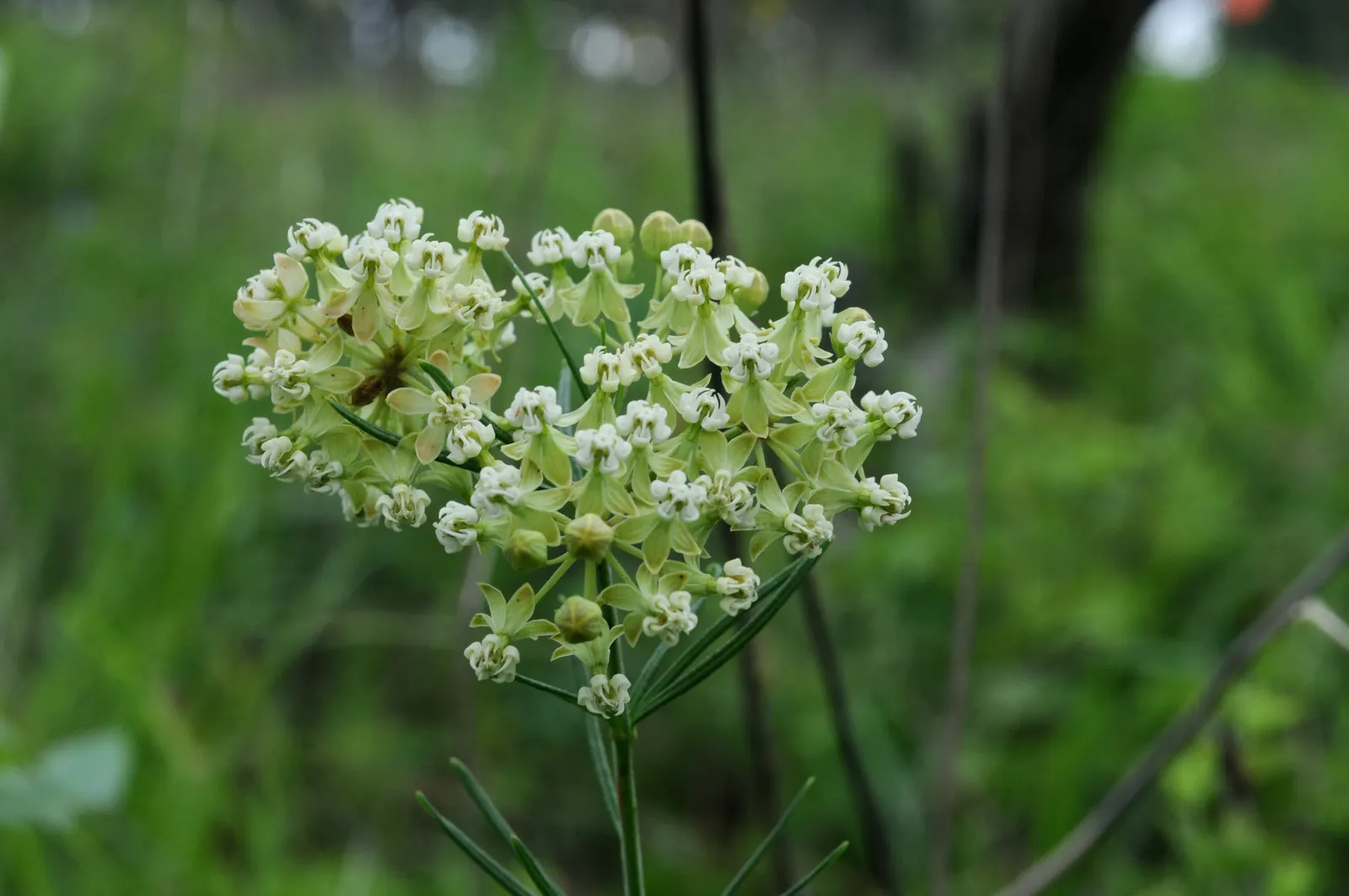 Eastern Whorled Milkweed (Asclepias Verticillata) — succulent with white blooms