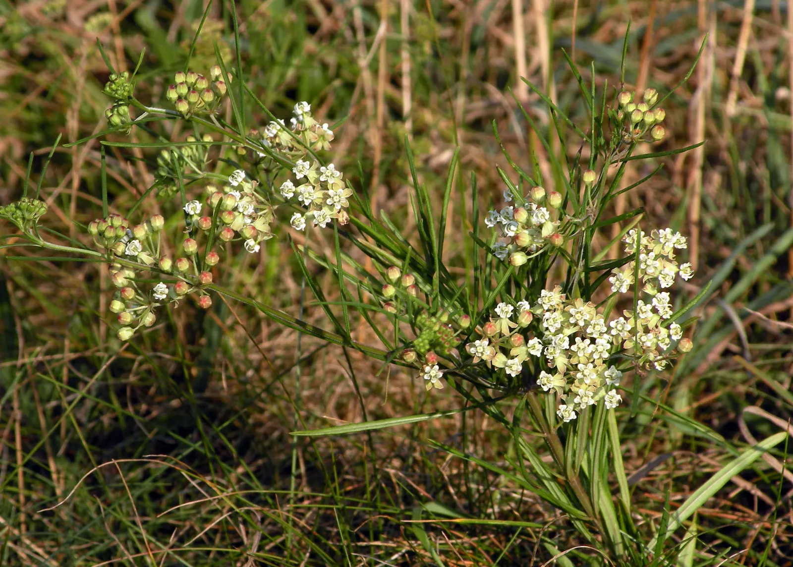 Eastern Whorled Milkweed (Asclepias Verticillata) — linear leaves are arranged in whorls; a North American native perennial