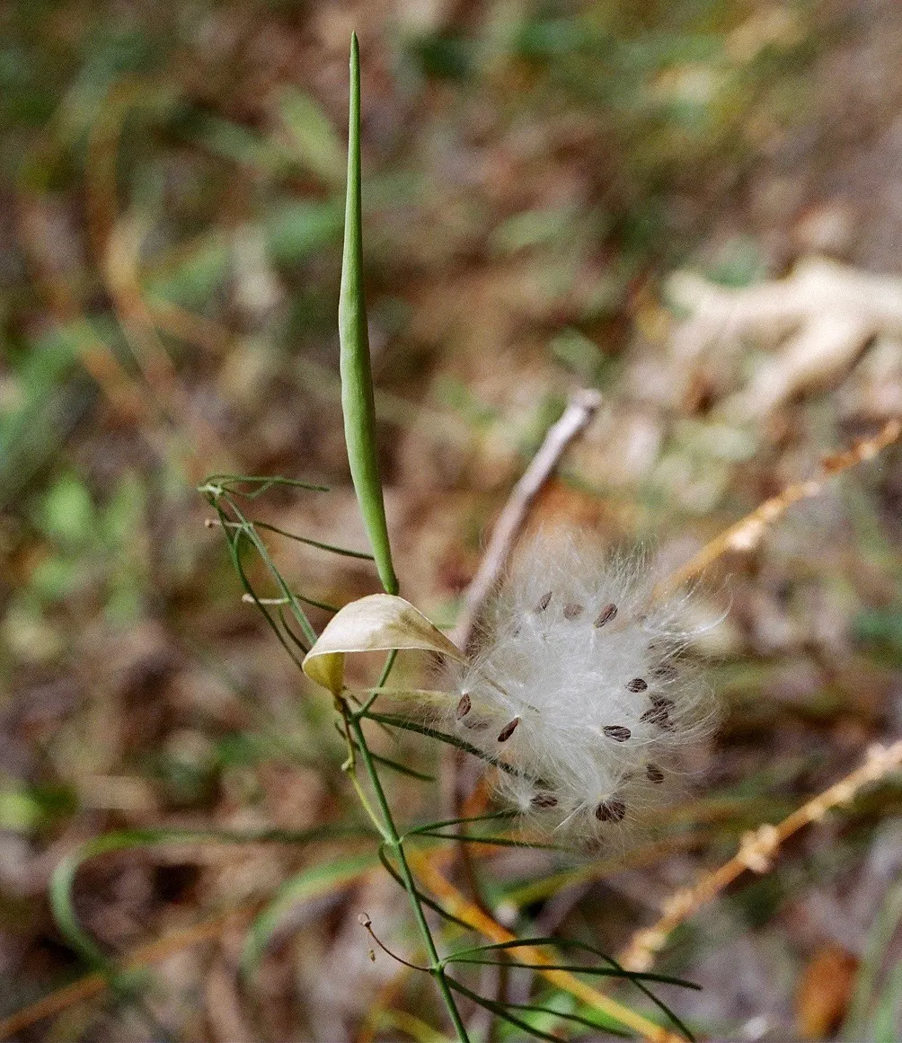 Eastern Whorled Milkweed (Asclepias Verticillata) — typically with 4 to 6 leaves per node