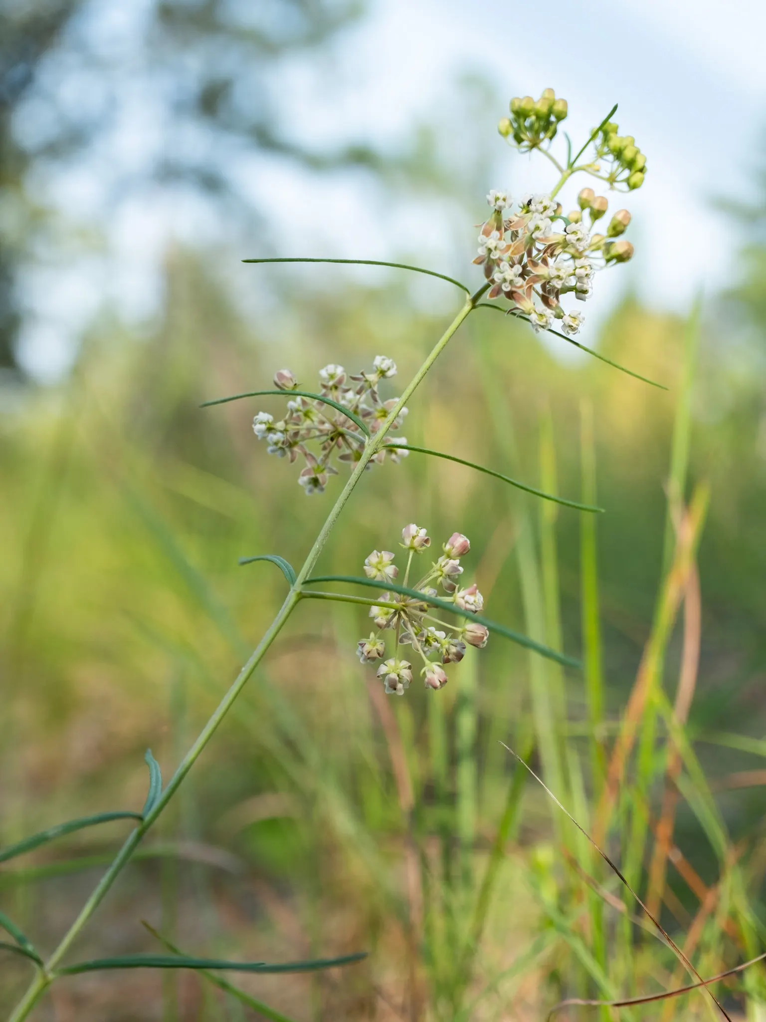 Eastern Whorled Milkweed (Asclepias Verticillata) — These blossoms are a greenish-white color