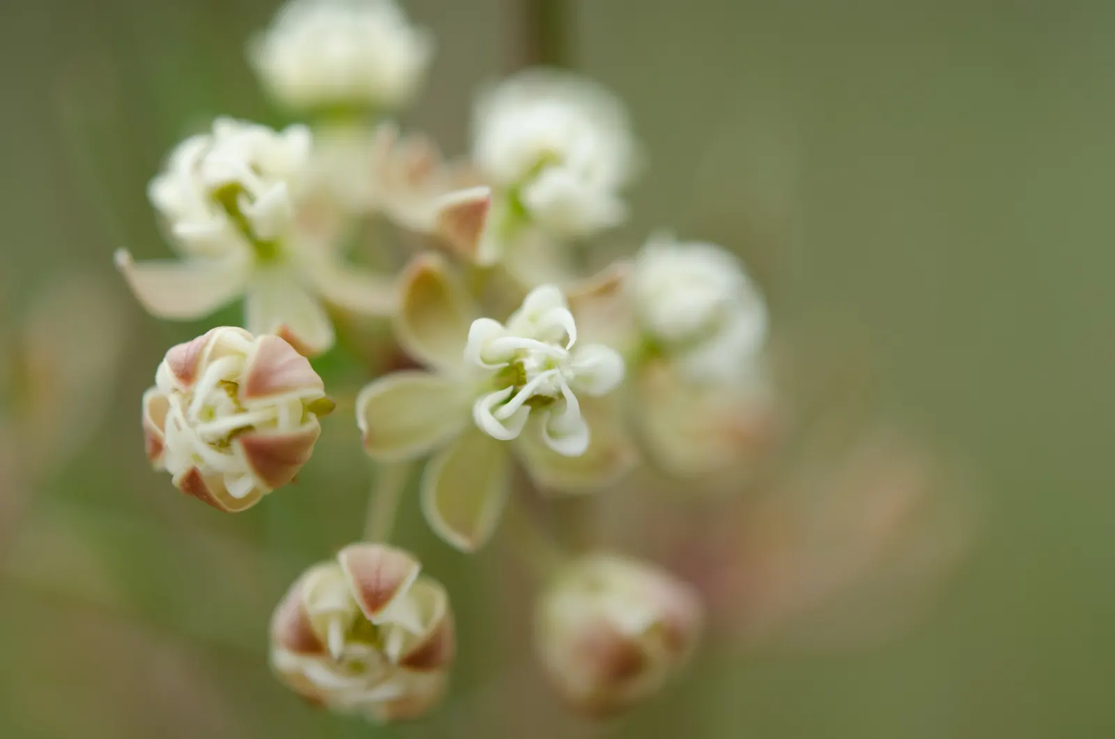 Eastern Whorled Milkweed (Asclepias Verticillata) — a North American native perennial