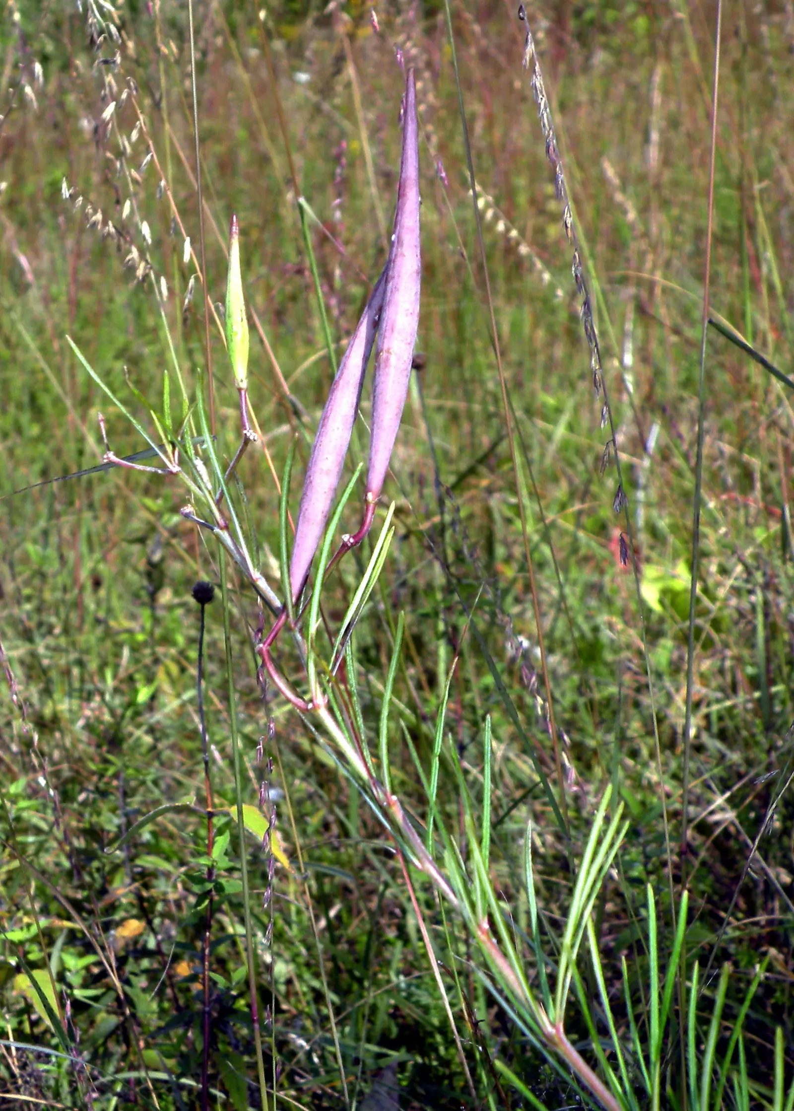 Eastern Whorled Milkweed (Asclepias Verticillata) — Due to its moderate growth rate and modest size; white to greenish flowers