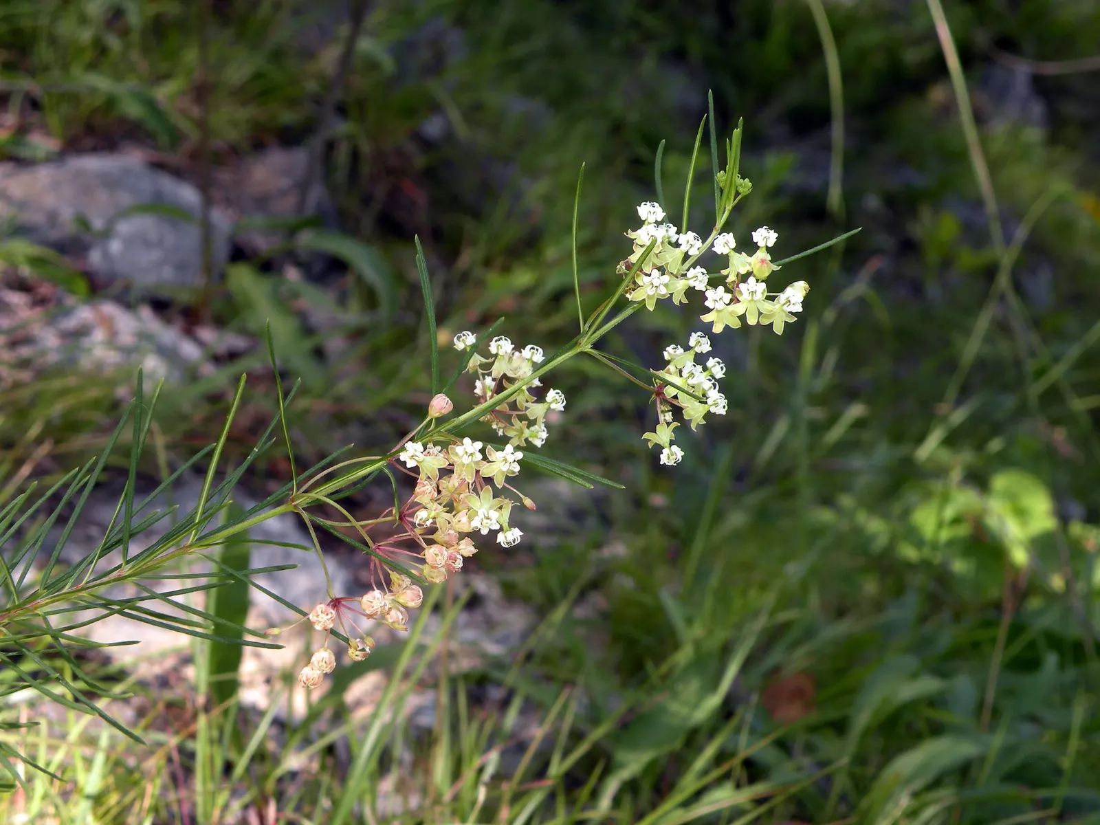 Eastern Whorled Milkweed (Asclepias Verticillata) — when planning the garden design; and they form in intricate umbels at the stem tips