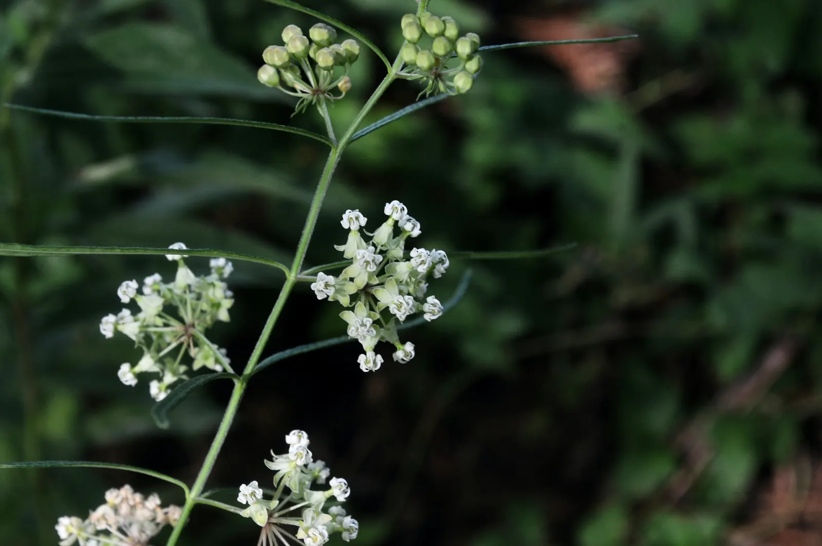 Eastern Whorled Milkweed (Asclepias Verticillata) — white flowers in the garden