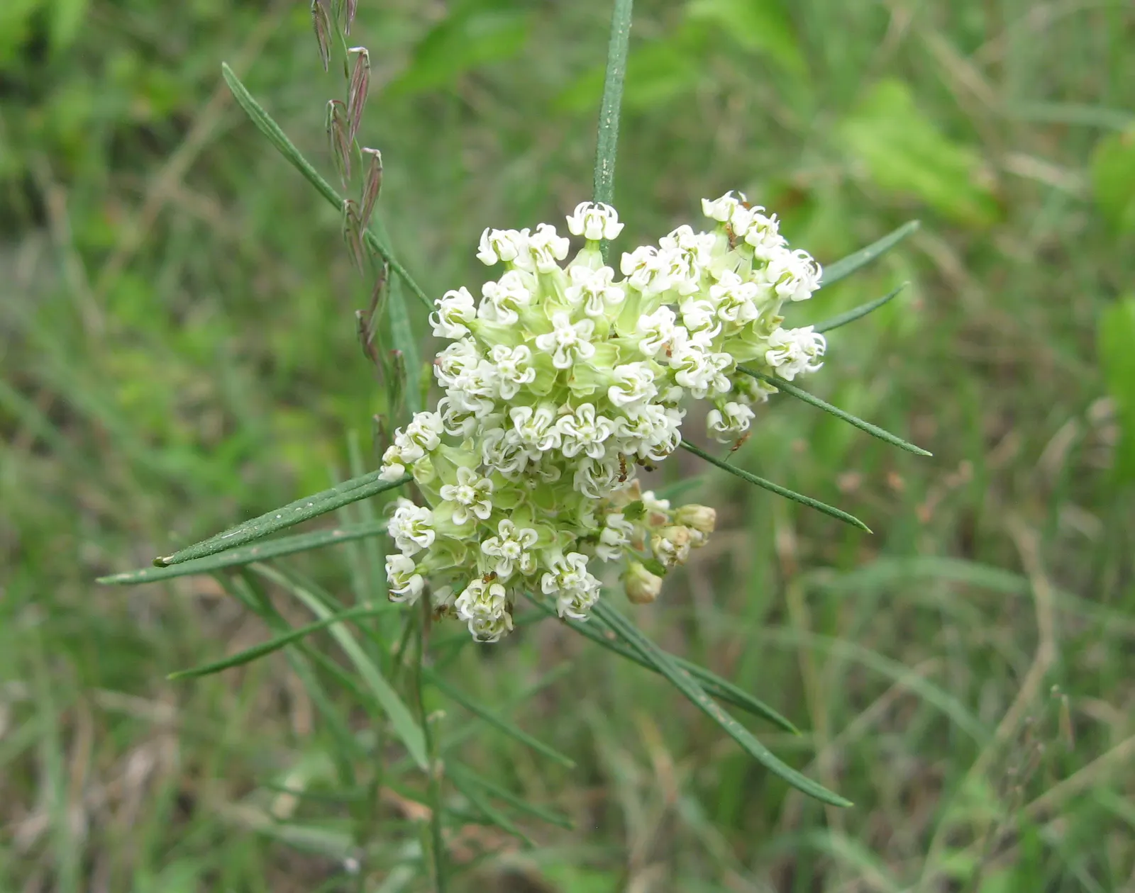 Eastern Whorled Milkweed (Asclepias Verticillata) — attracting a variety of pollinators including bees; is notable for its slender