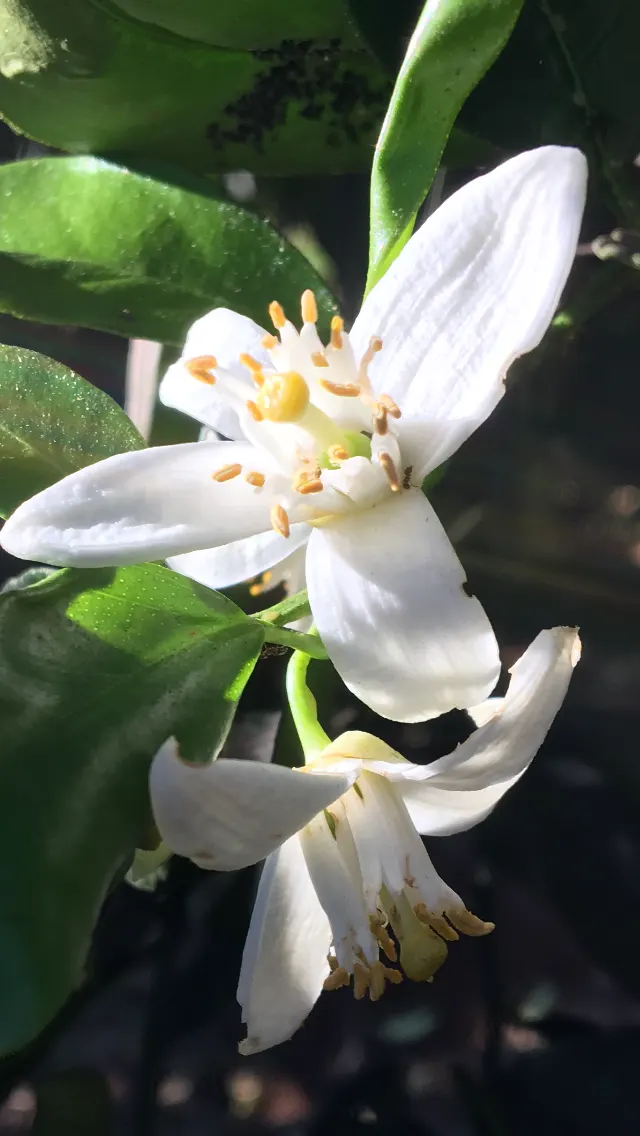 Persian Lime (Citrus X Latifolia) — Its glossy green foliage provides a lush backdrop; sunny landscapes in USDA zones 9-11