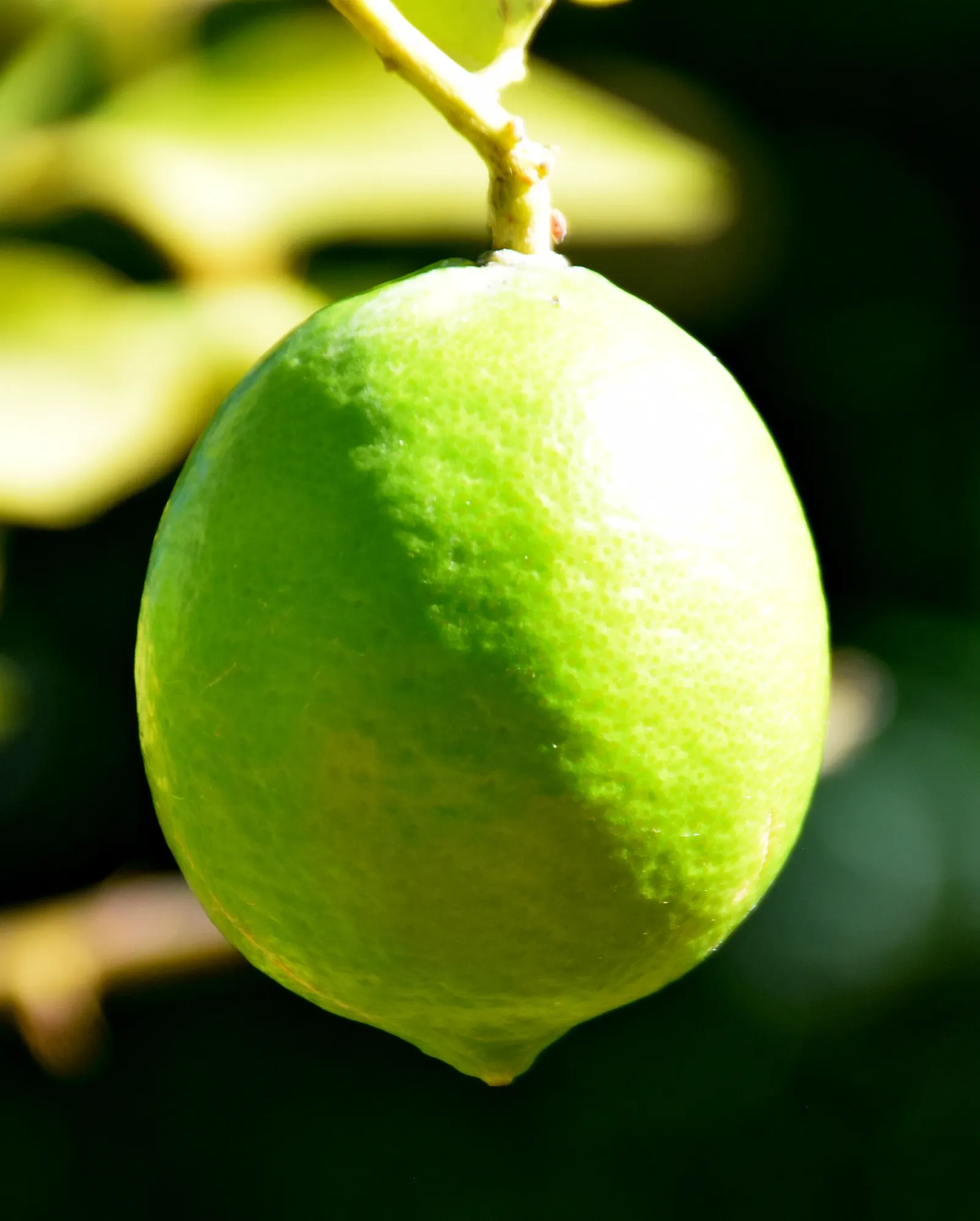 Persian Lime (Citrus X Latifolia) — sunny landscapes in USDA zones 9-11