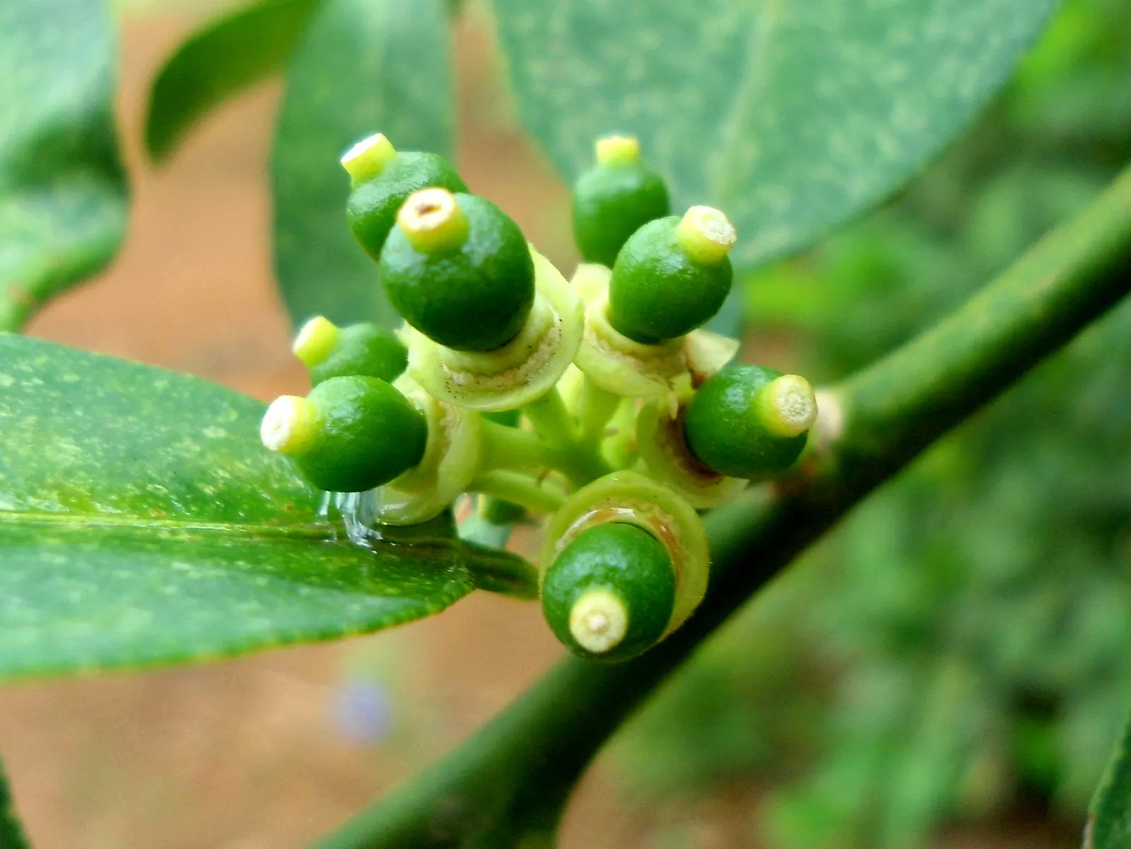 Persian Lime (Citrus X Latifolia) — This lime variety boasts a medium-sized; tree with white blooms